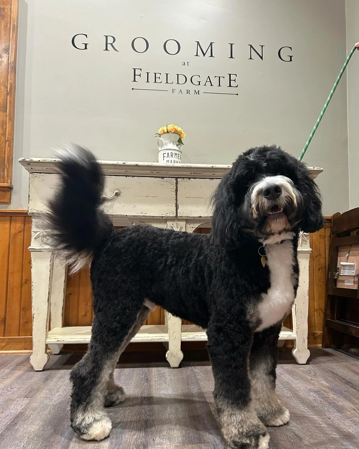 Grooming at @fieldgatefarm is back! We are opening up a limited number of appointments for this week (Wednesday, Friday, and Saturday). Message us to claim one of these spots.