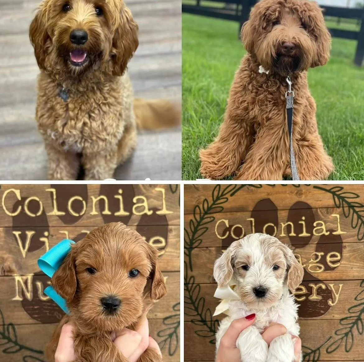 DNA is a crazy thing- two parents and two puppies that look totally different. These girls are littermates with a totally different look but both adorable!