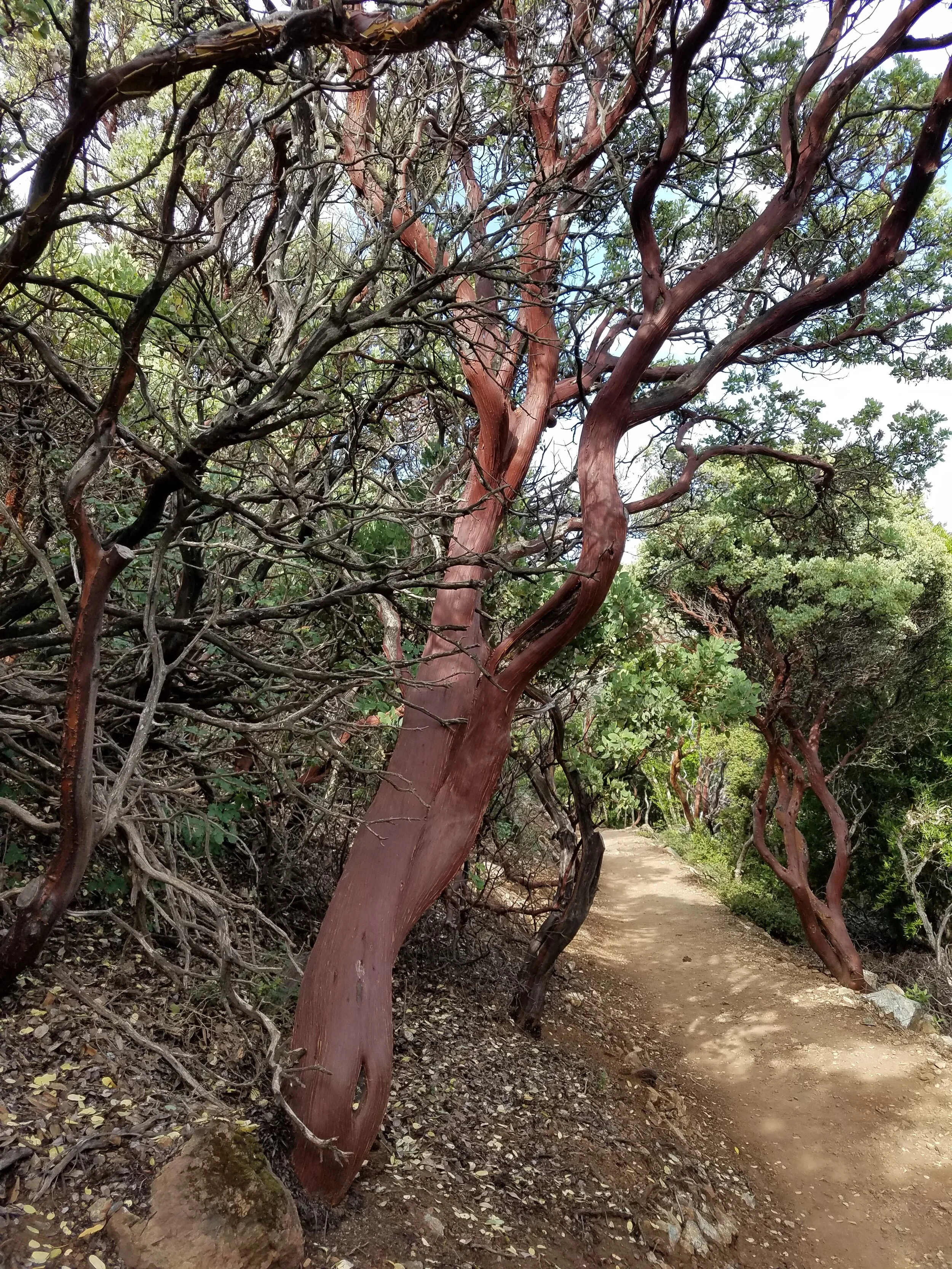 Pacific Madrone refrigerator trees