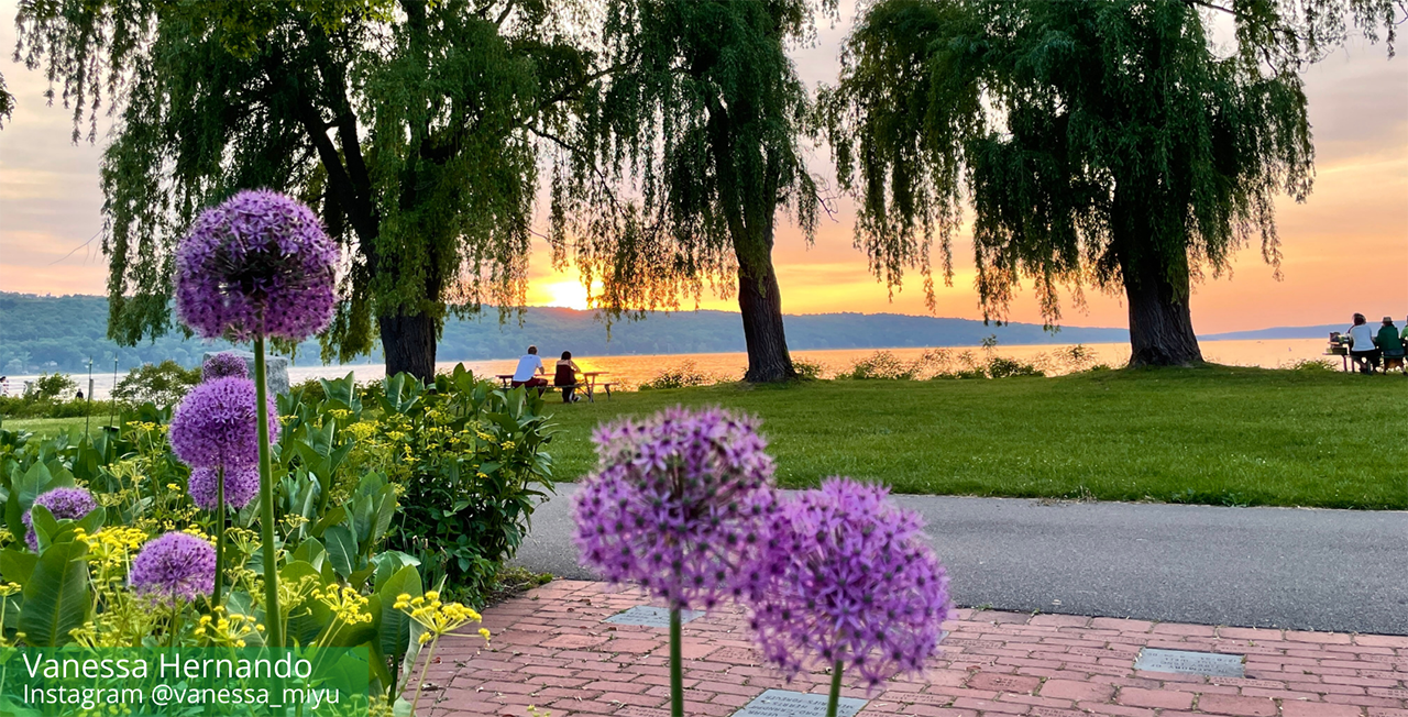Purple allium flowers in the foreground with a park, large trees, and a body of water at sunset in the background.
