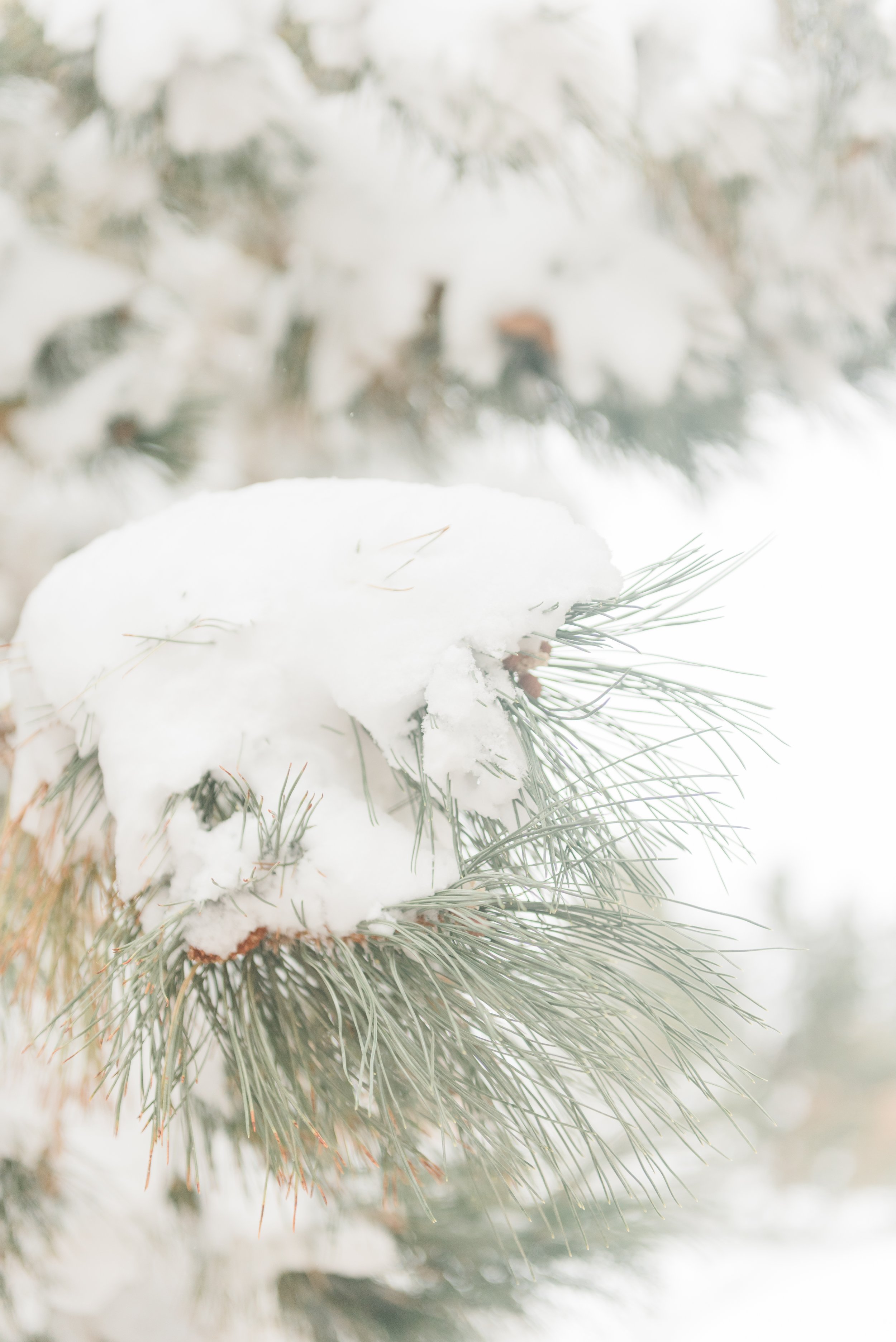  A close-up shot of a snow-covered bough is captured during a wedding session photographed by Atlanta-based wedding photographer, Jacquie Erickson. Snowy wedding detail photos wedding photography timeline&nbsp; #weddingphotographytimeline #stressfree