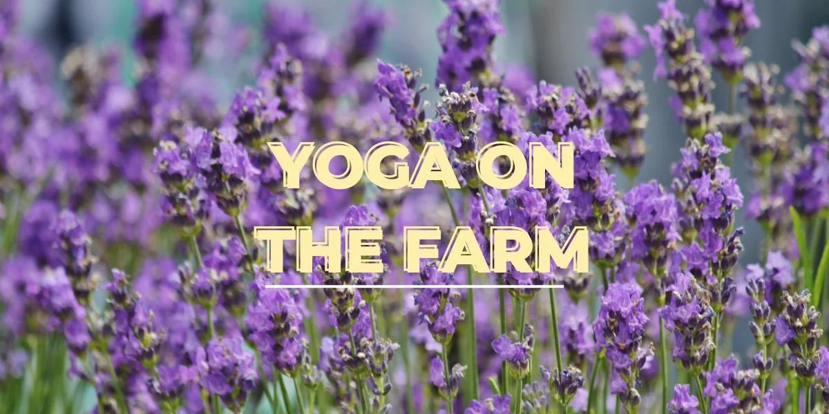 Farm Yoga: Lavender Evening