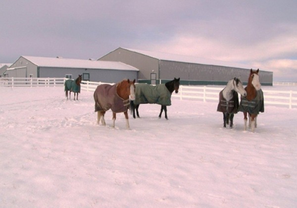 The herd frolics in the snow