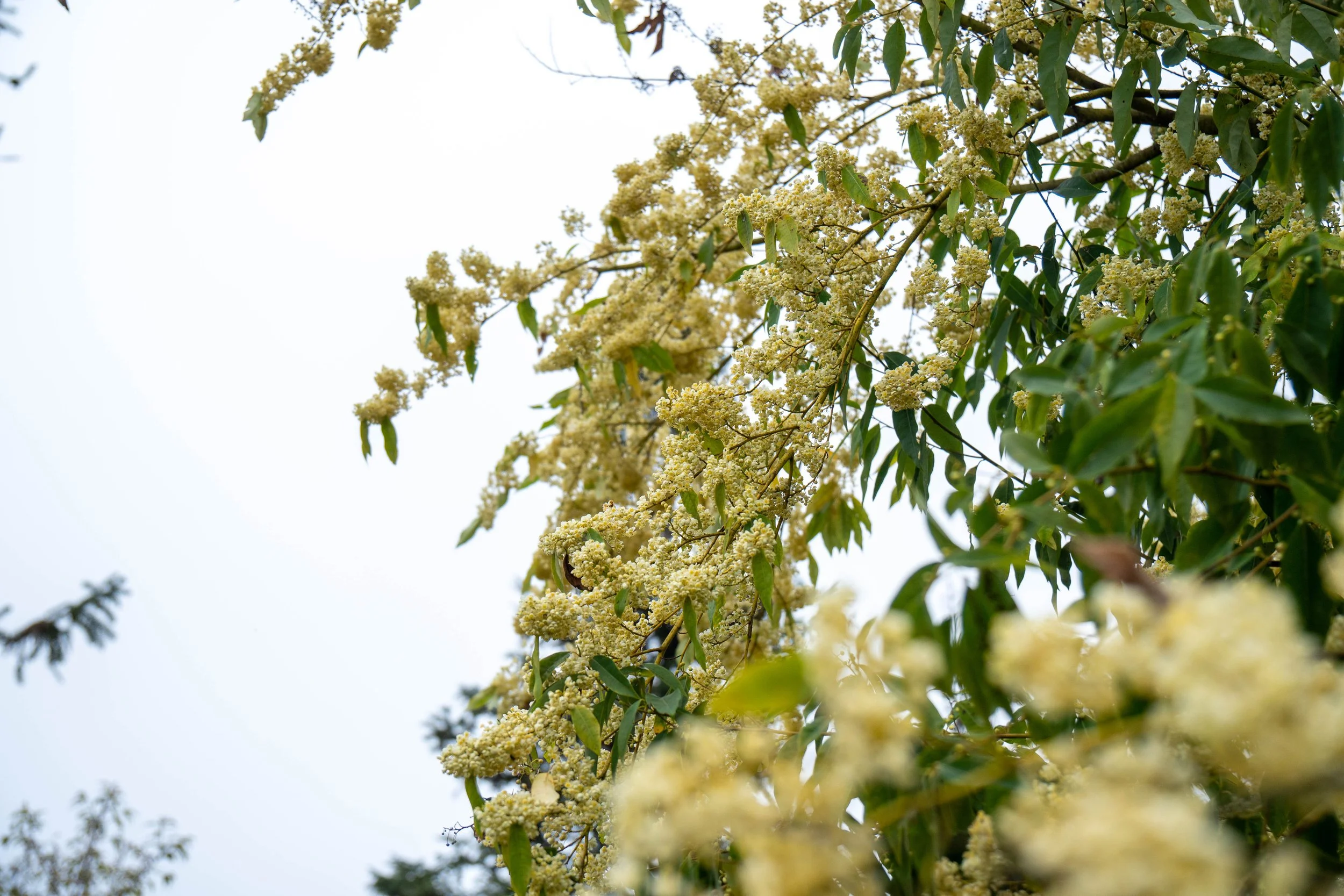 Litsea Cubeba Essential Oil