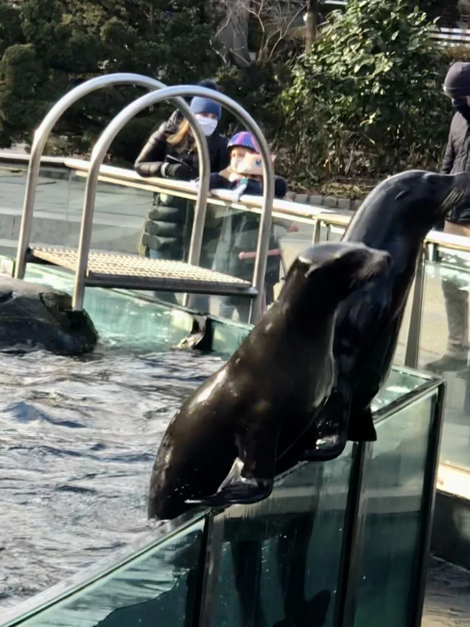 ニューヨークの人々の憩いの場、セントラルパーク動物園　#New York #Central Park Zoo