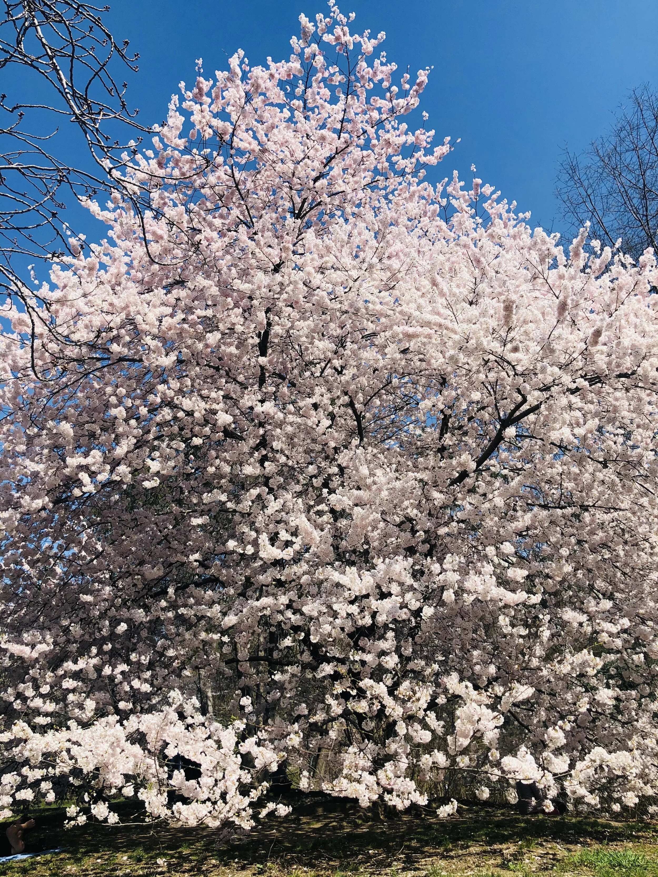 ニューヨークに春がきた！桜が満開