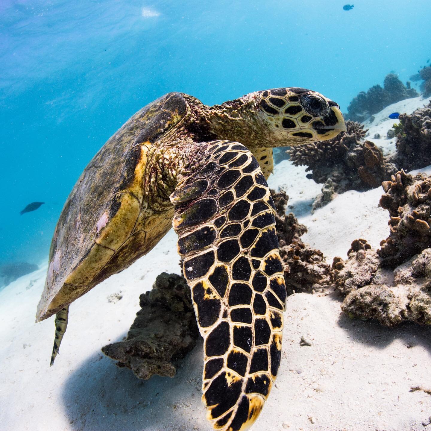 Local Hawks Bill Turtle at our fav snorkel site 💦 @whalesharkdive