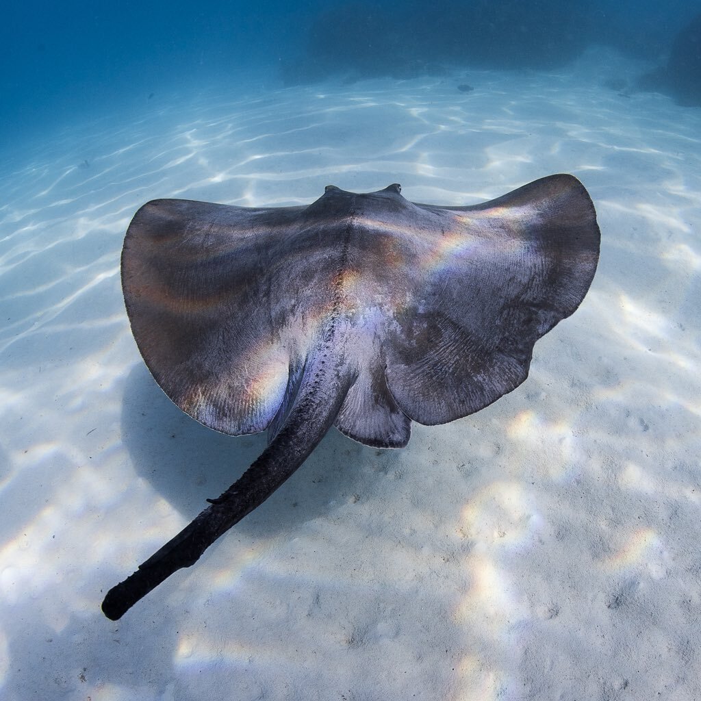 Cow tail ray 🌈  There are heaps of different species of rays and sharks on the Ningaloo reef - to learn more- @fin_focus 
Taken at work with @whalesharkdive