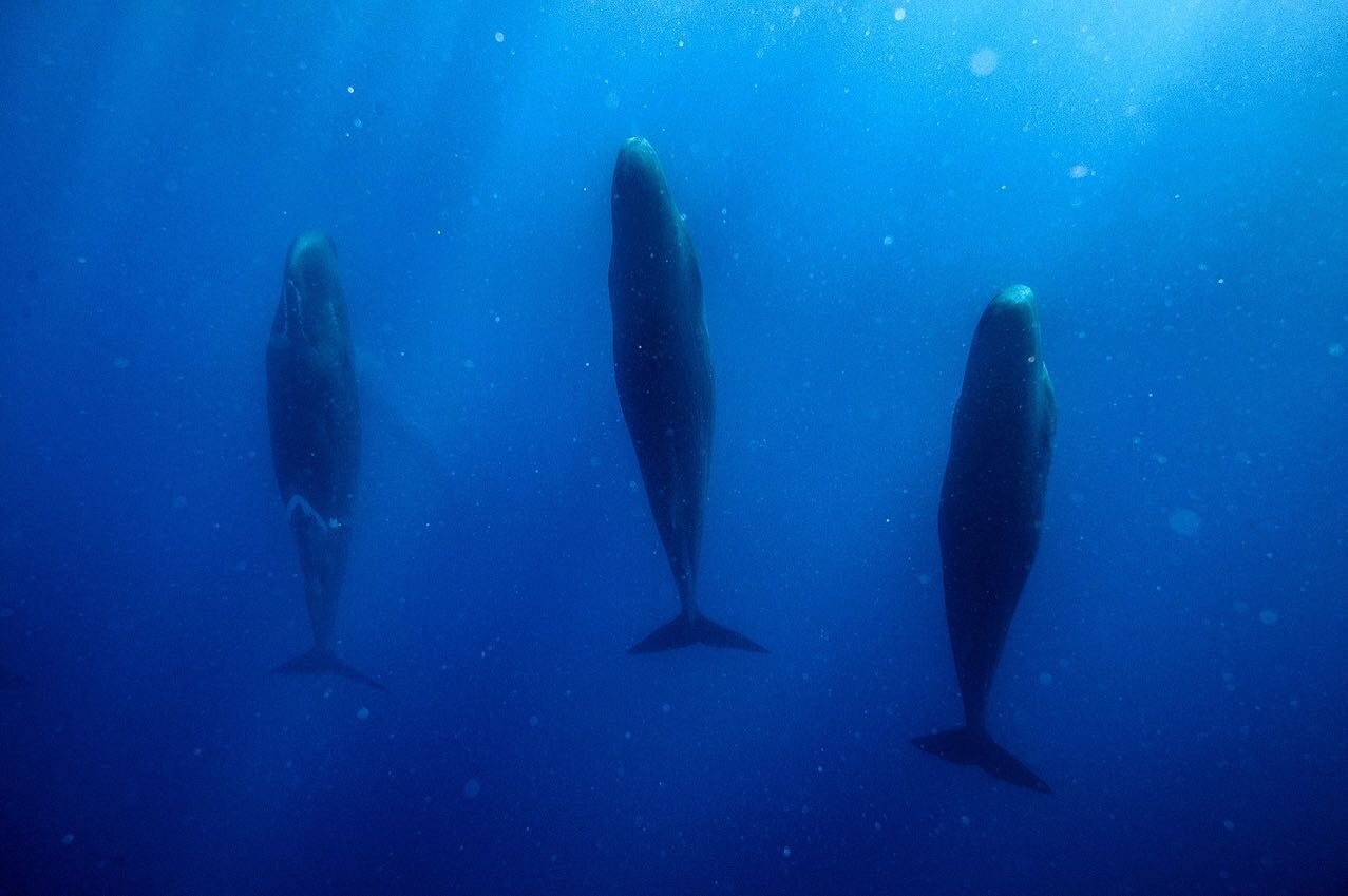 Have you ever seen how Sperm whales sleep?? This was the trip of a life time- thanks for the photos and good times @cainedelacy can&rsquo;t wait to be back!