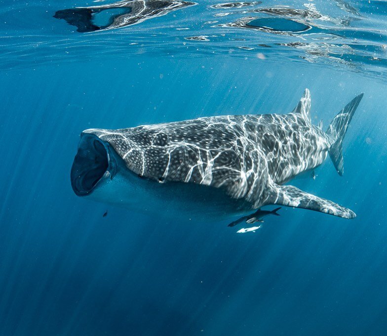 The biggest and hungriest fish in the sea 💦💦💦 see ya in 2months w @whalesharkdive