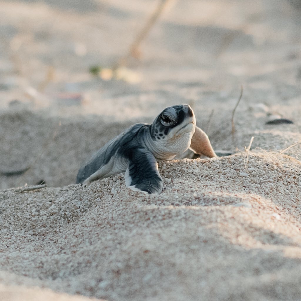 Such a special time of the year seeing these little cuties coming out of the sand! Never seen this many, what a treat 🐢 Crazy to think that maybe only one of these little guys will reach maturity 💧