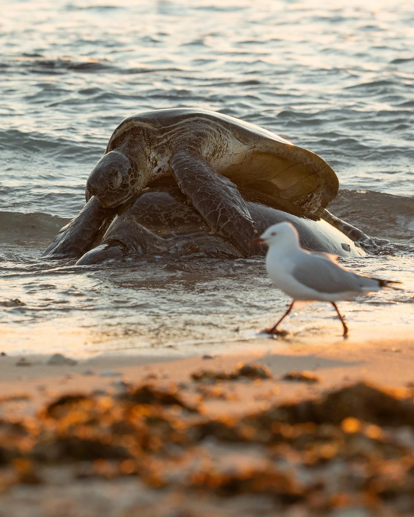 Mating green Turtles in the golden light ✨and even saw a couple underwater. 
These females try to get a rest on the shore but the males still don't leave them alone! 
@nikonaustralia