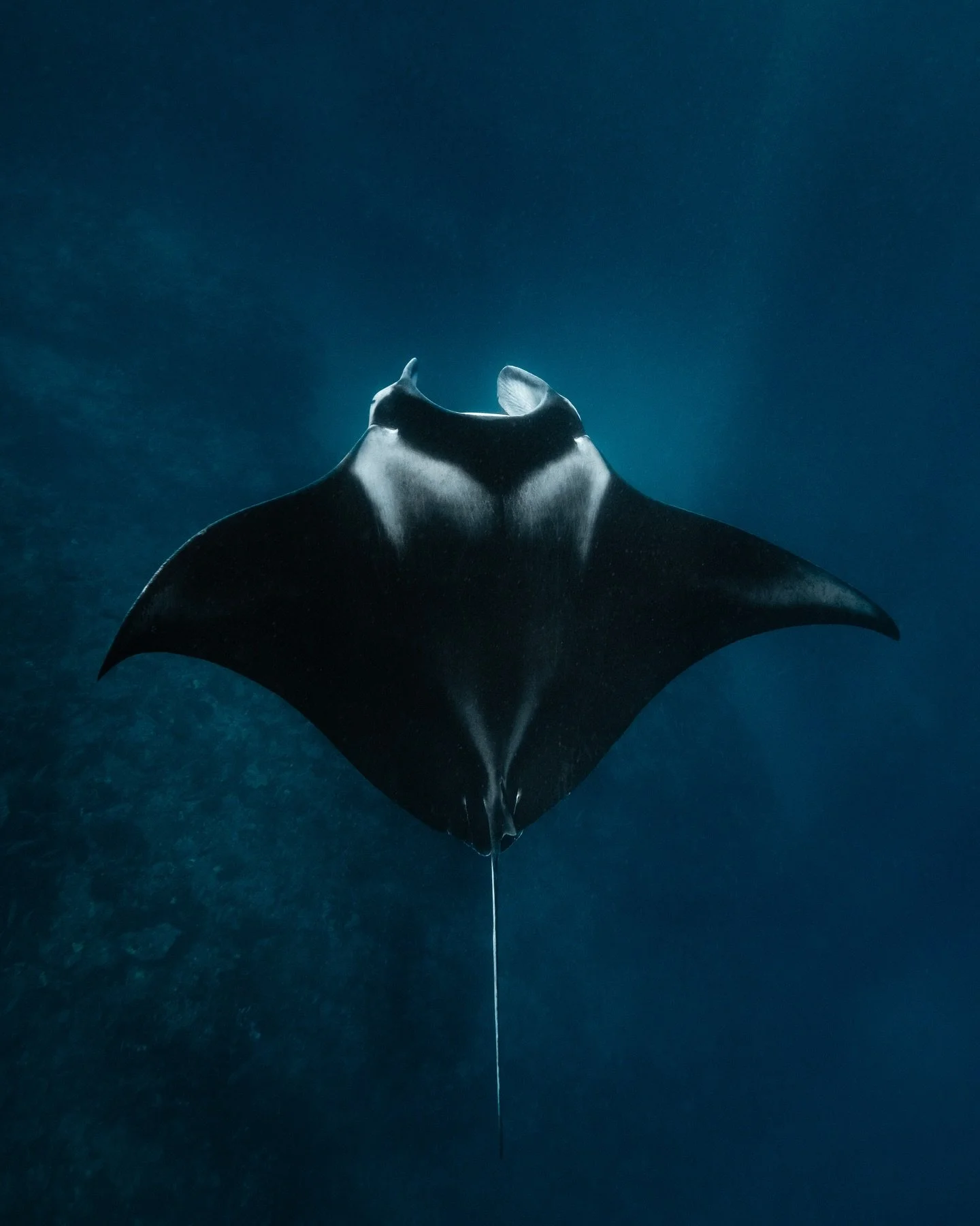 A few images from this season on the Nyinggulu with @whalesharkdive 🐚🩵

@nikonaustralia