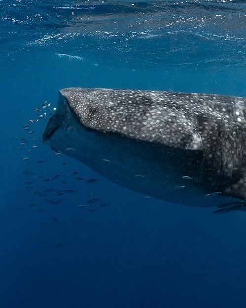 The end of another great Whaleshark season! 
@whalesharkdive 

While it has been a great season with great crew and animals, it was also a sad season in seeing the coral go through the worst bleaching on record in WA. No one will know the full effect