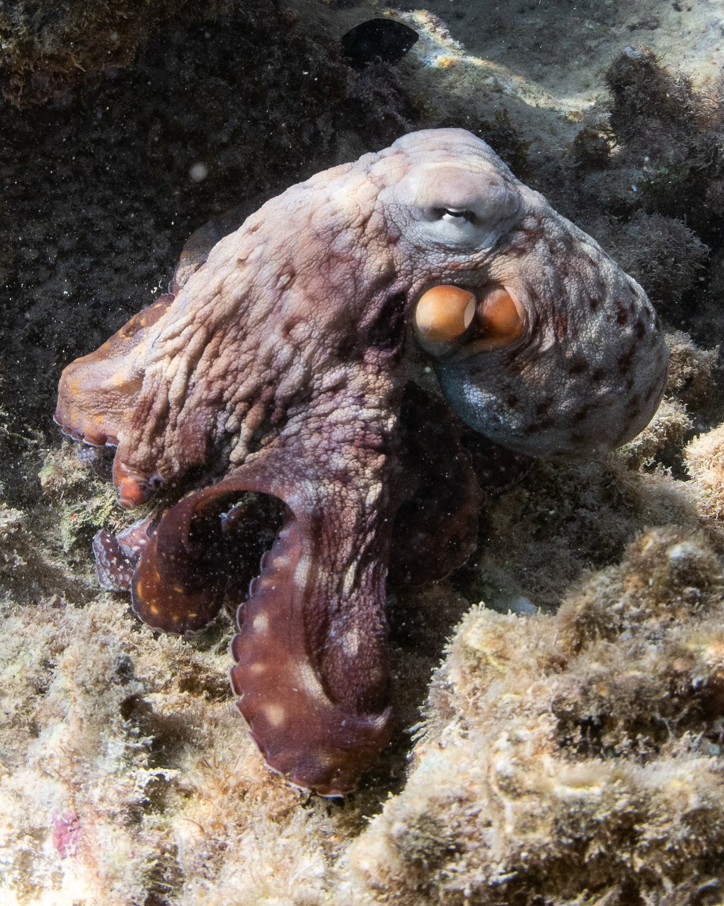 World Octopus Day! 🐙
Celebrating the ocean&rsquo;s most intelligent shape shifters &amp; spreading awareness to help protect them.

@whalesharkdive
#octupus #ocean #oceanconservation