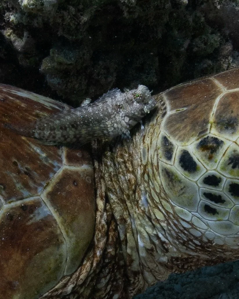 A jewelled blenny taking a rest on a green sea turtle.
These small, colorful fish are usually territorial, so seeing one this relaxed is a rare treat.
@whalesharkdive
