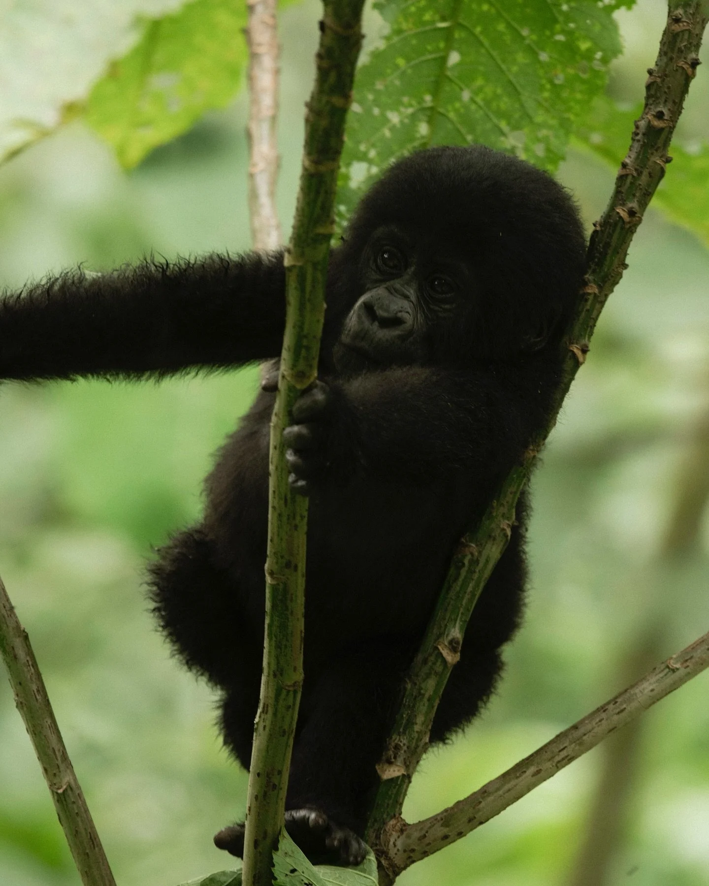 From wildlife books as a kid to being able to see and photograph the real thing 🦍🐘
What a dream come true. 
Africa 3 years ago. 

All of my photos are available for print. Send me a message if you have any questions x

@nikonaustralia