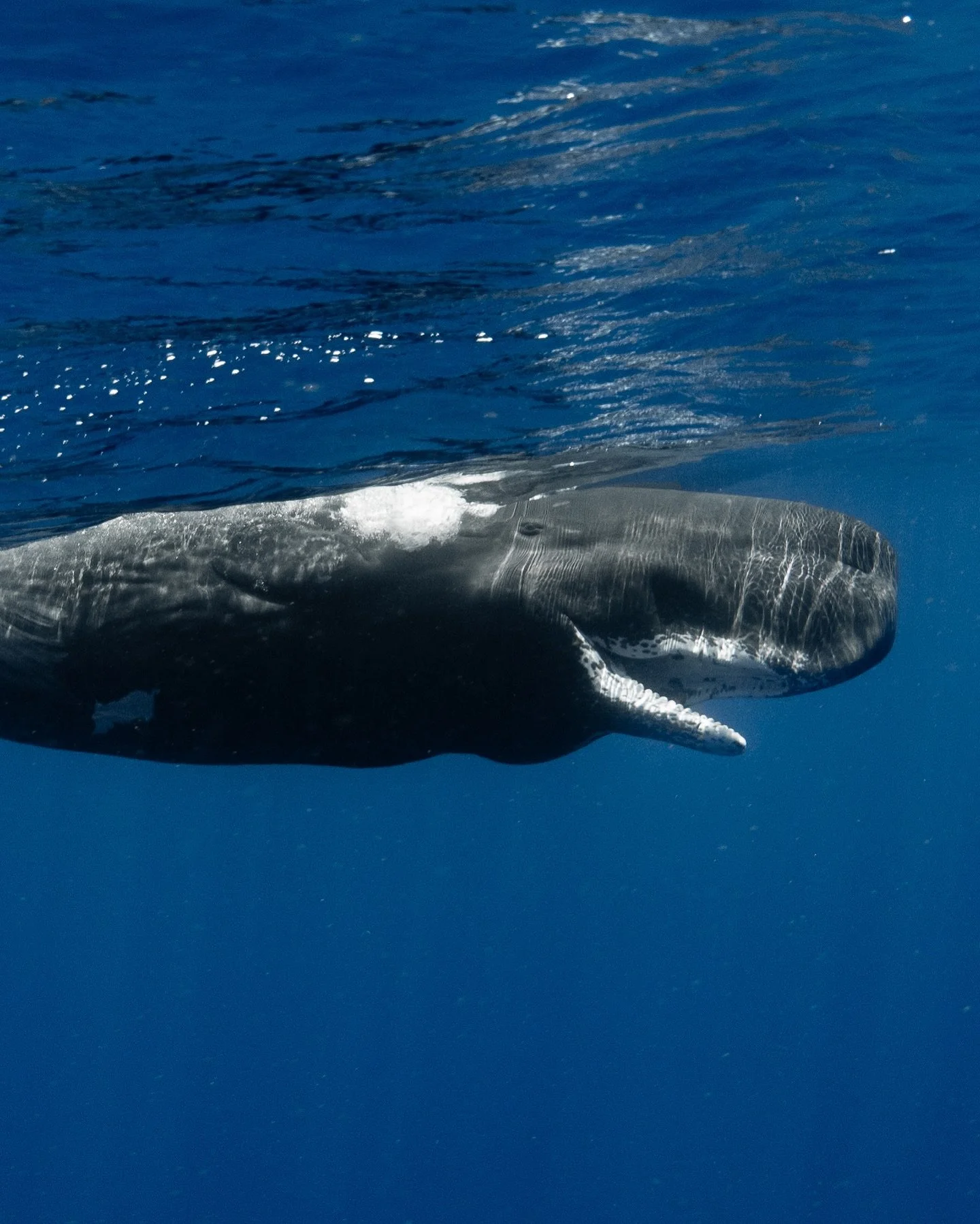 Whales around the world 🩵
1. Sperm Whale 
2. Blue Whale
3. False killer whales
4. Humpback whale
5. Short fin Pilot Whales

Out with @just_the_wild and @whalesharkdive lots of time spent out on the water and lots of patience involved ✌🏽 @nikonaustr