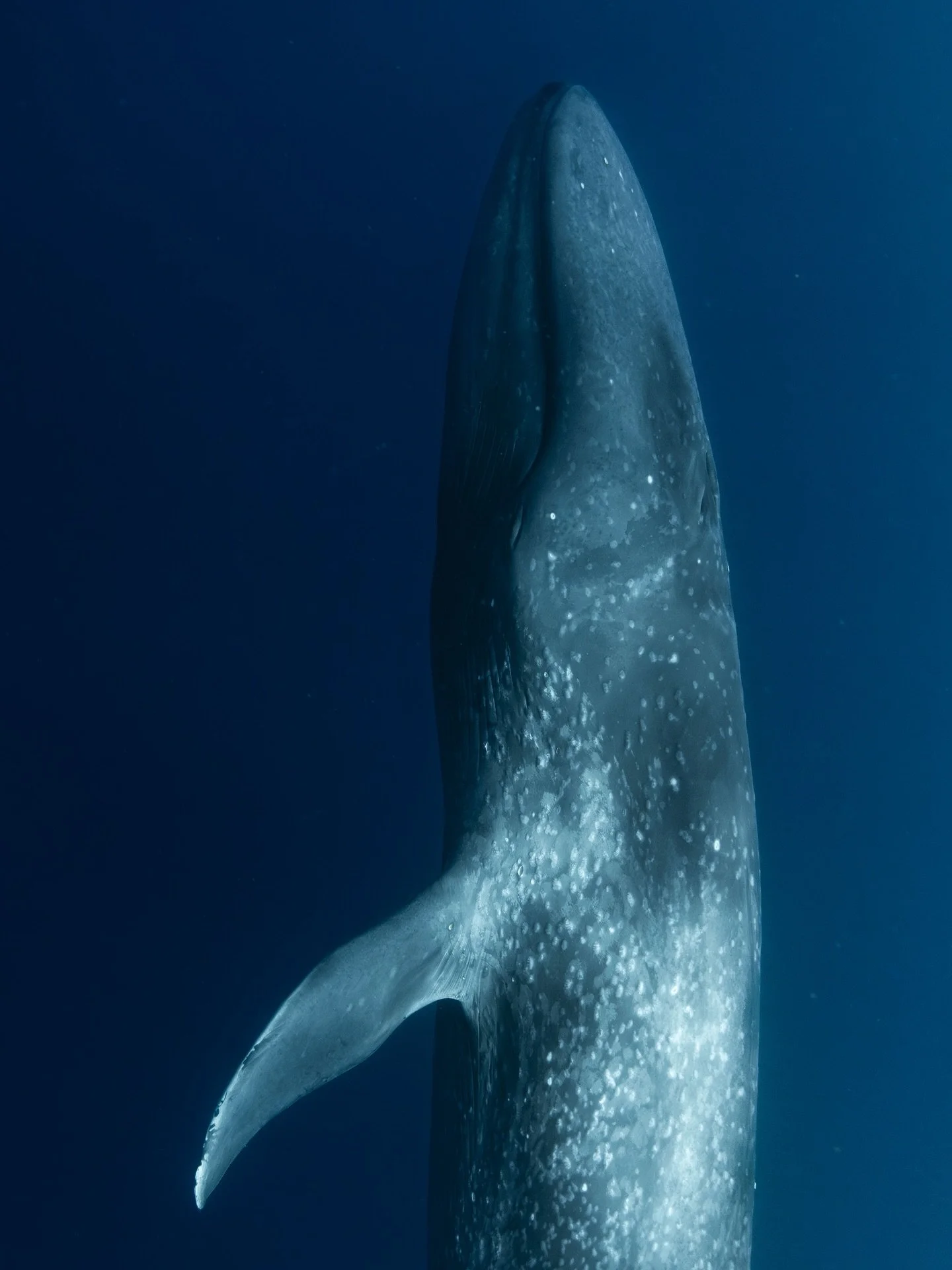 Timor-Leste, cetacean heaven! 
@just_the_wild
