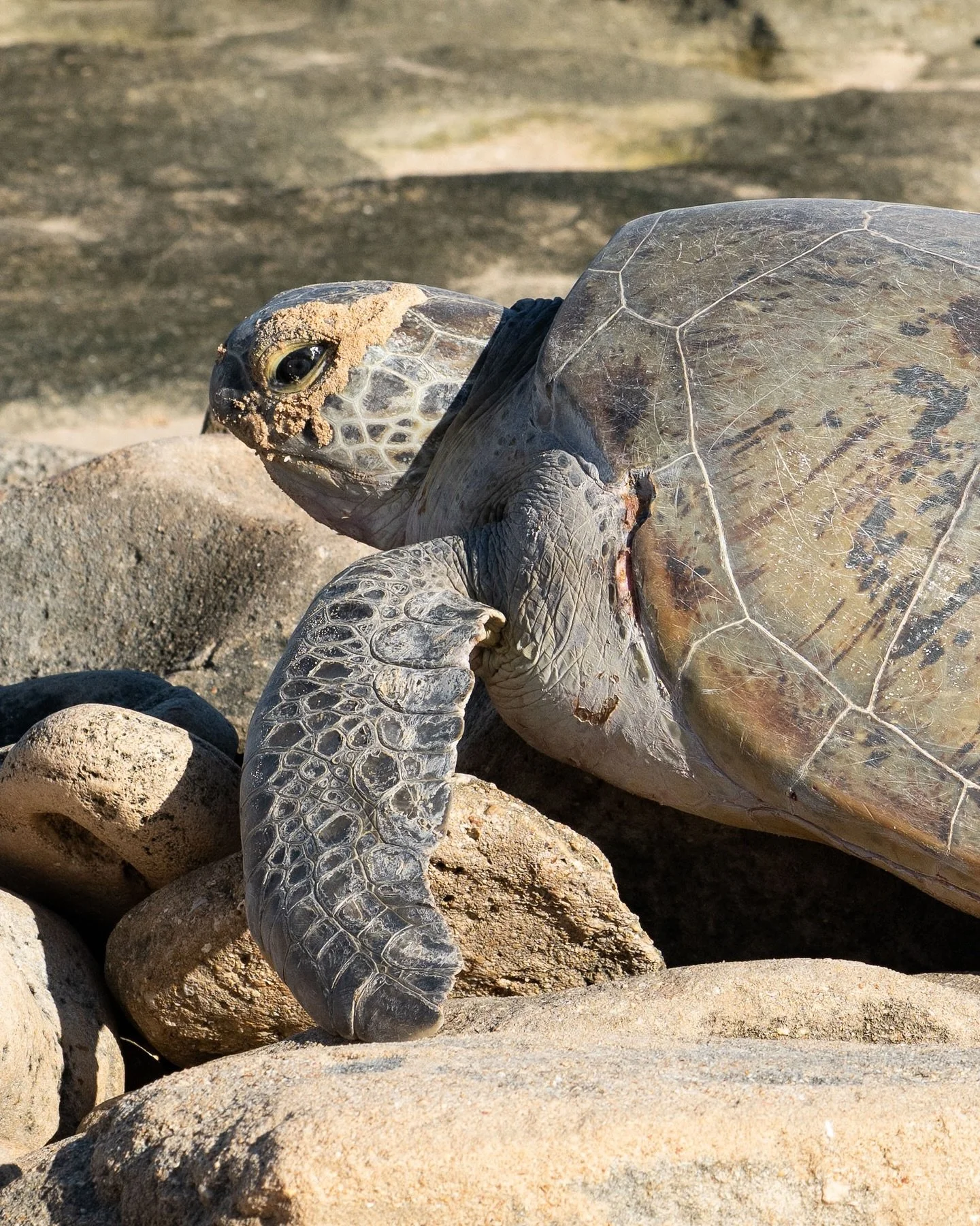 A big female green turtle in nesting season 💚
When the tide is low it can be a rough trip getting back to the water. 
@nikonaustralia