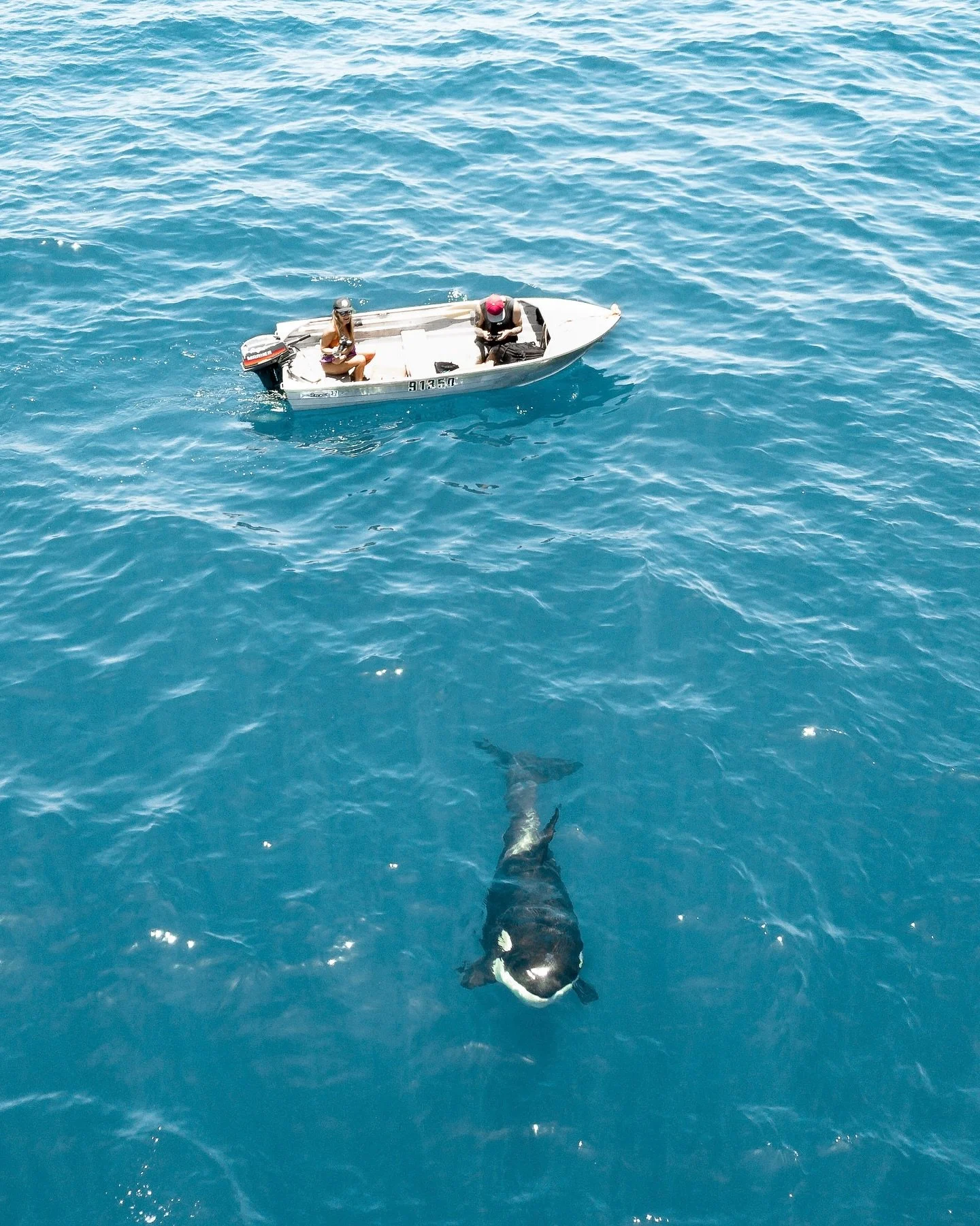 The Summer Pod of killer whales a few years ago in our tiny tinnie 🩵🖤🤍
@dannyestcourrt