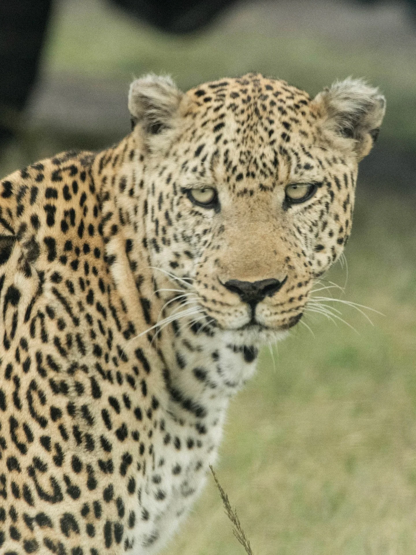 Land leopards or Ocean Leopards ? 💛

Leopard photos taken in Kenya a few years ago, I love the first photo so much I made it into a Tshirt. 
Leopard Shark photos taken at home on the Ningaloo- thank you @fin_focus for taking your time to ID these be