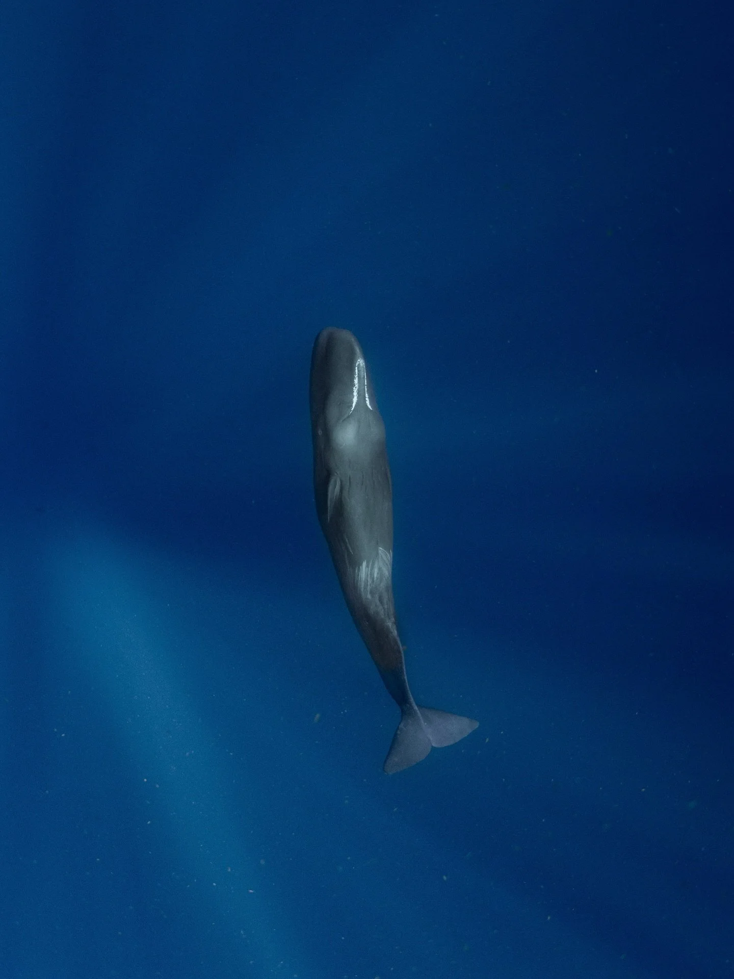Excited to start the year off with @just_the_wild back with the Sperm Whales. Here are a few pics from last year&rsquo;s expeditions. How extremely lucky I feel to be able to show these guys to people 💙
#whalesarelife