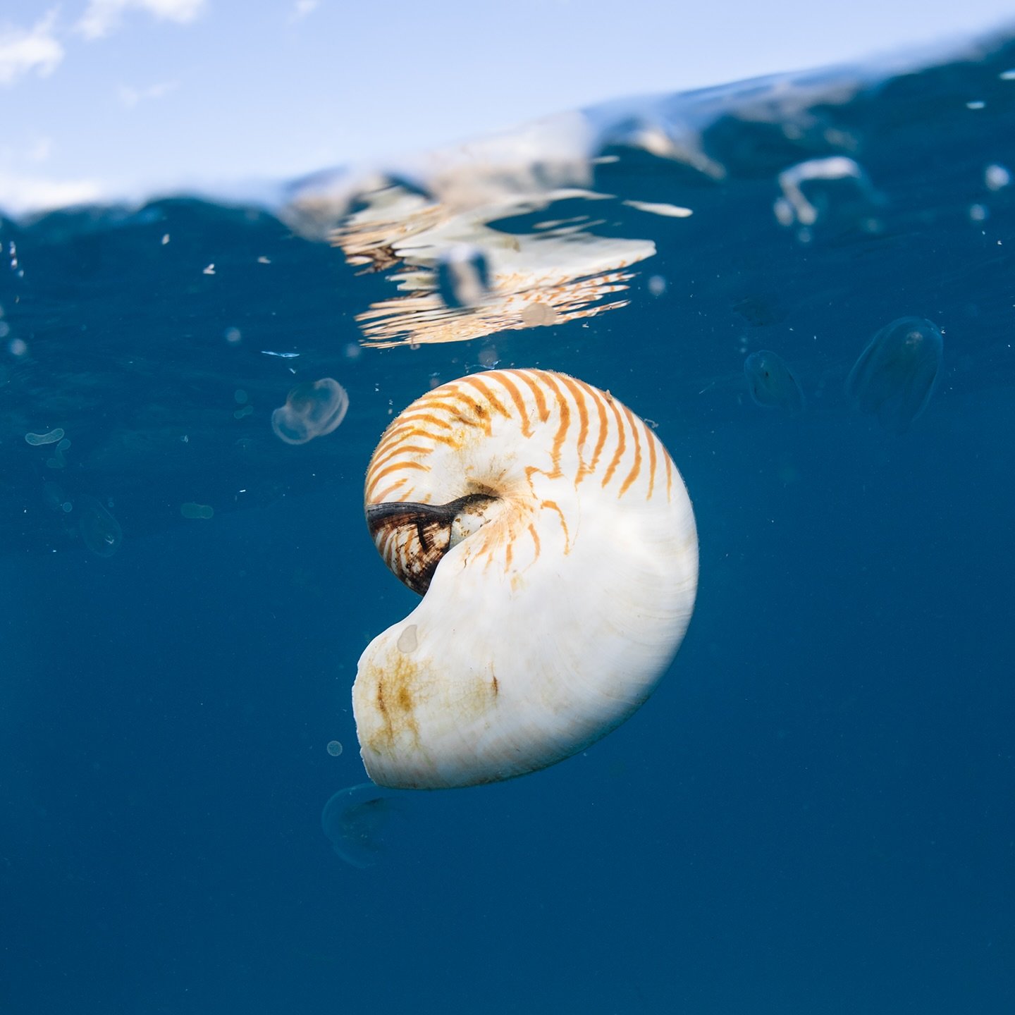 A beautiful drifting nautilus shell 🐚