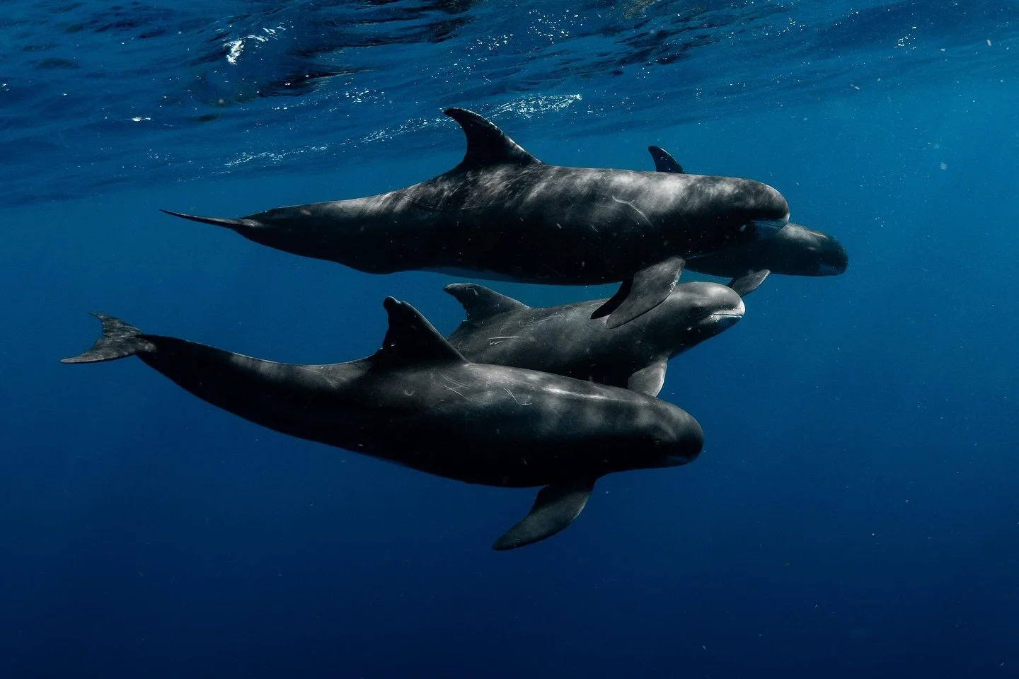 After doing a bit of Whale ID today I think it&rsquo;s safe to say we swam with a pod of Pygmy Killer Whales today 🩵 a rare a special treat out with @just_the_wild and our first group for 2026!
If there are any whale experts that think they are melo