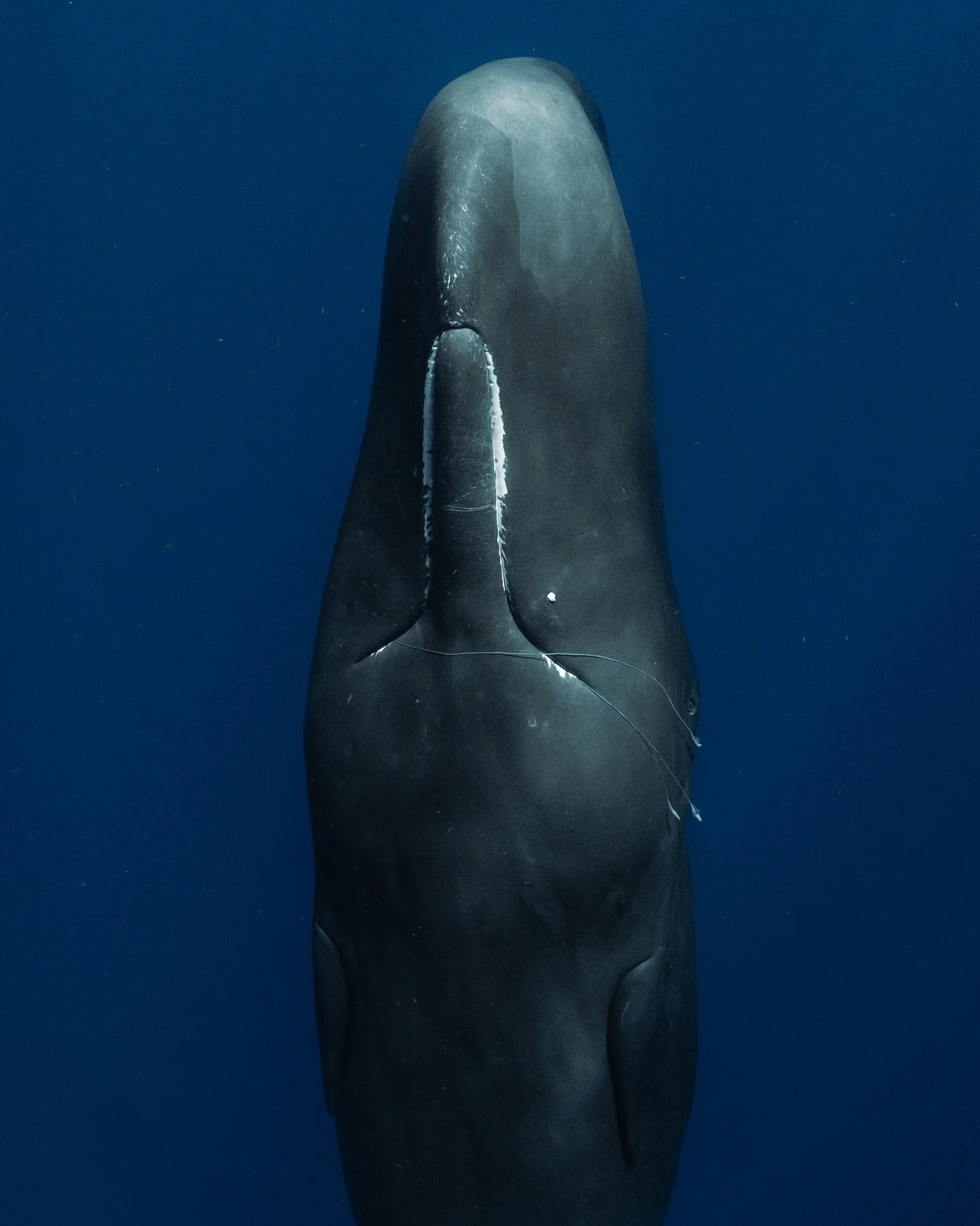 Sleepy boy! We spend a few hours with this curious male sperm whale until he got sleepy and had a nap- first head down then head up. We gave him space and watched him snooze. 
The whole time he had a squid tentacle stuck in his teeth!

Out with @just