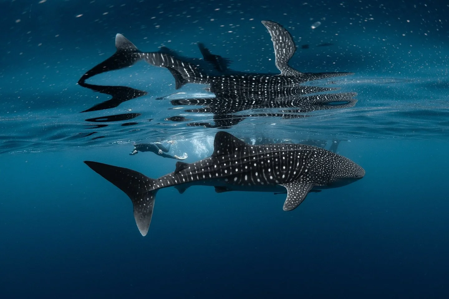 Only a couple more weeks till we start whaleshark tours here on the Ningaloo. 

Taken on board with @whalesharkdive 
@nikonaustralia