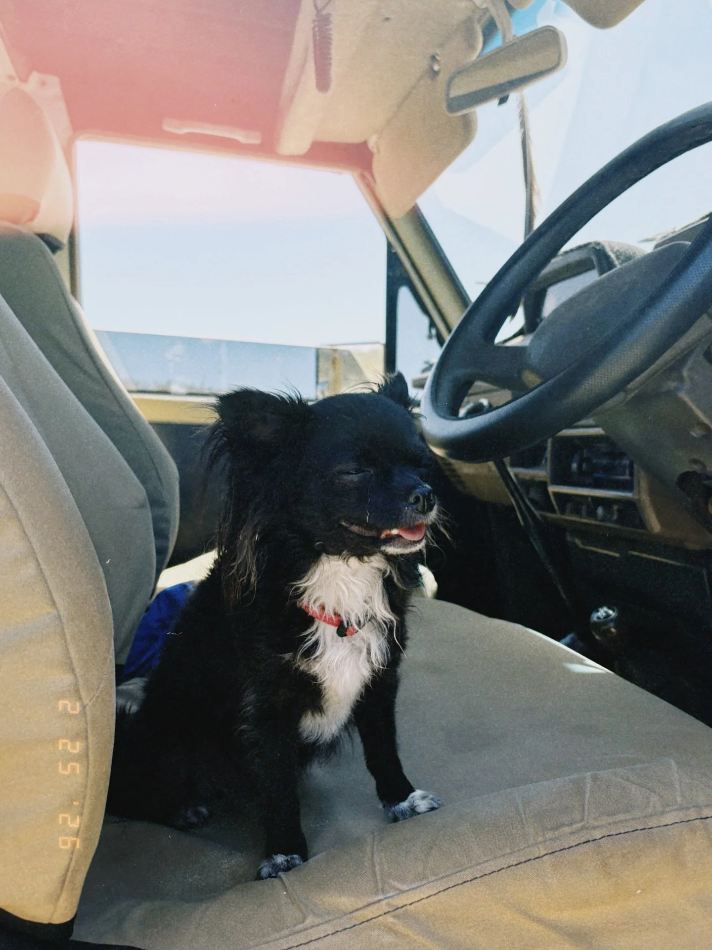 Tiny queen in 2 today 🐾🖤