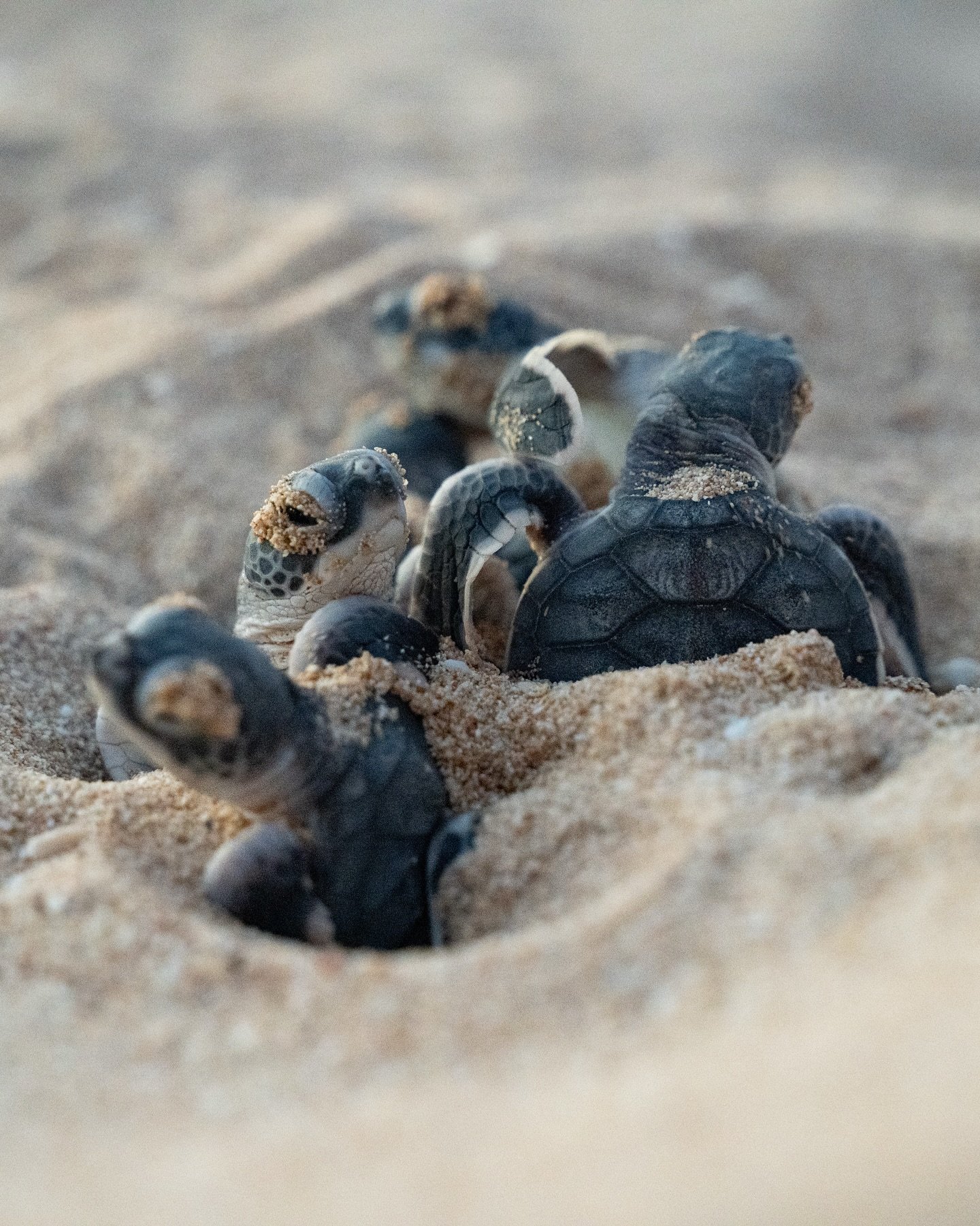 Such a special time of year 🐢
Watching these little guys come out of the ground and run to the water is like nothing else. Only one out of a thousand of them will make it to adulthood which doesn&rsquo;t sound like much but we have such a healthy gr