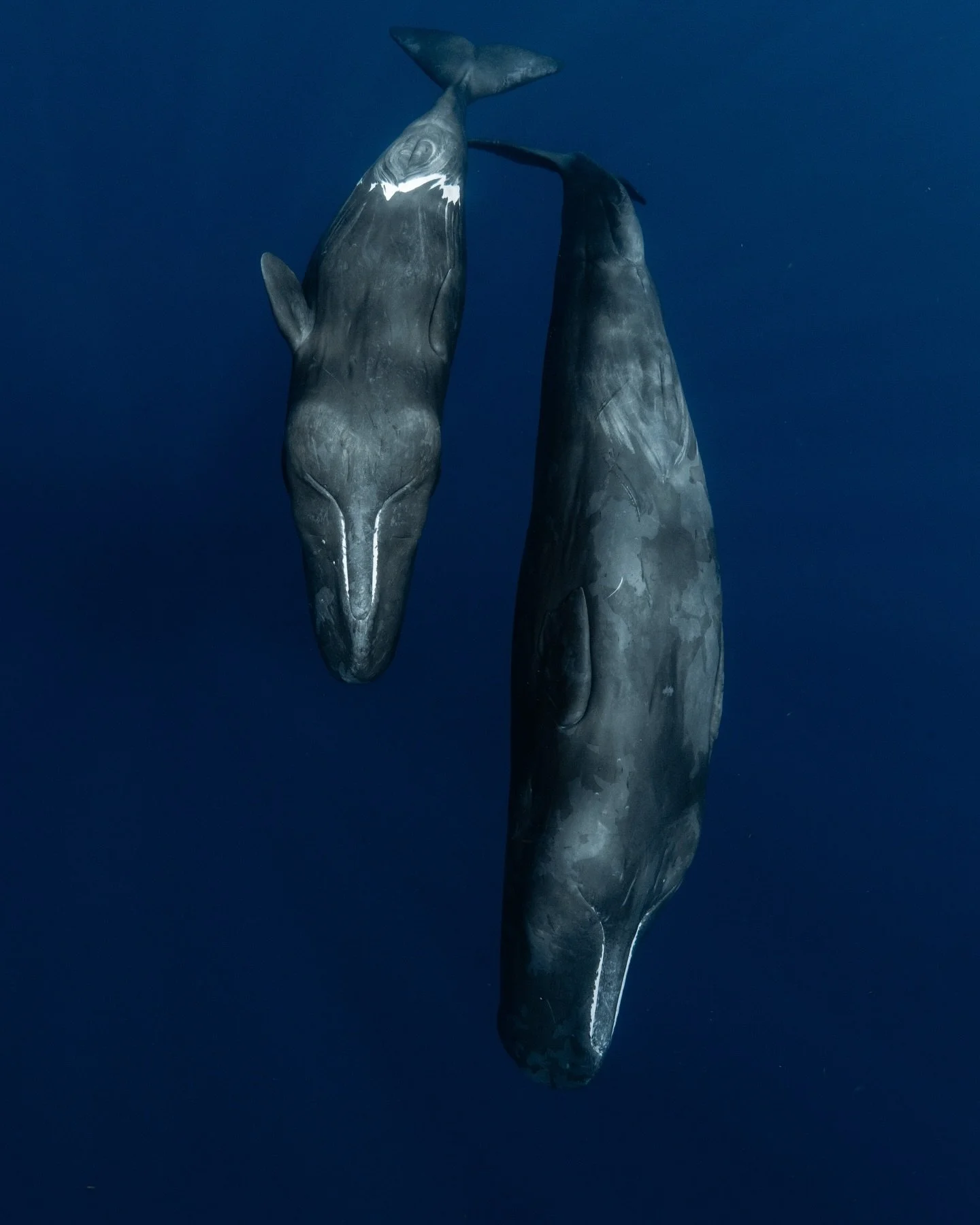 Back to the sperm whales tomorrow (after 5 flights)
💙@just_the_wild