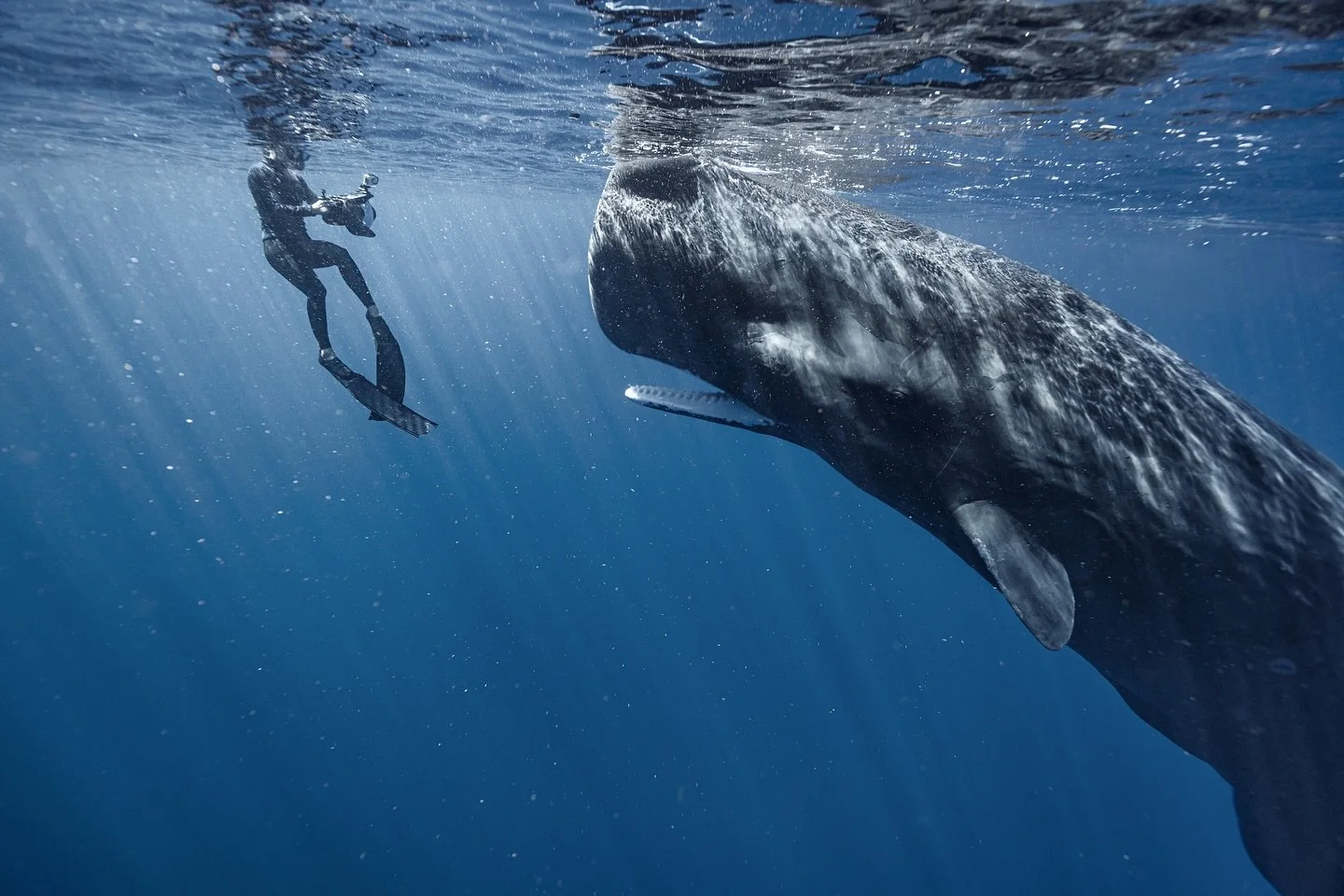 A very special first day here with this curious juv male. 
Thank you for this picture @zshaul_adventures !

Second picture is my view of him as he was gently clicking and opening his mouth. 

Out with @just_the_wild 💙 *interactions like this cannot 