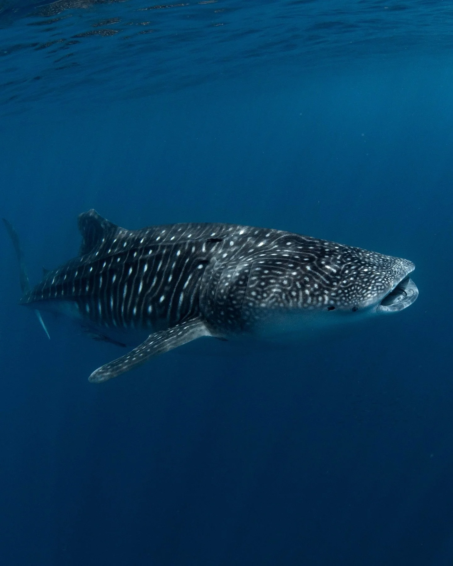Lots of different little fish can be seen with Whale Sharks these pilot fish are my favourite 💙 
Taken on tour with @whalesharkdive 
On @nikonaustralia