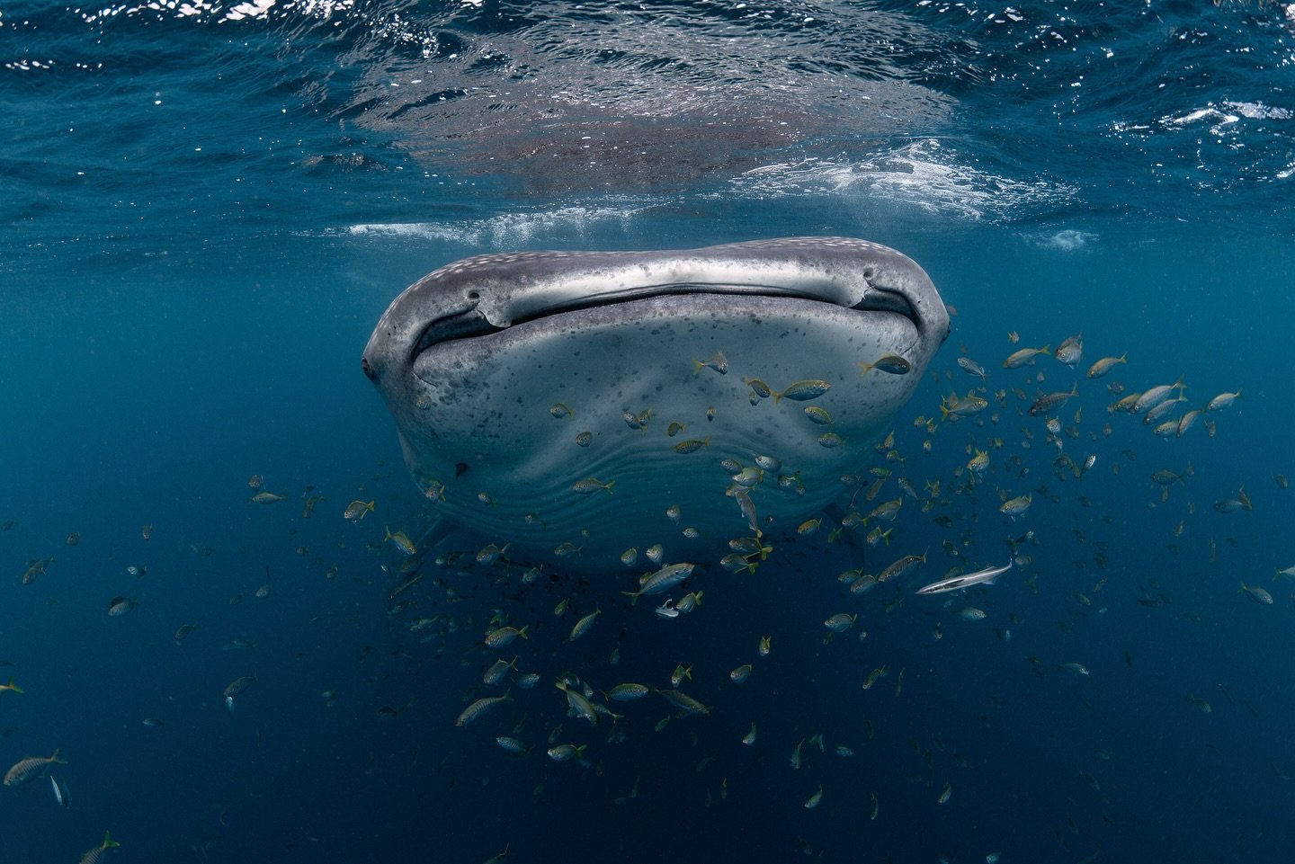 Lots of different fish with this Whaleshark!

@whalesharkdive 
@nikonaustralia