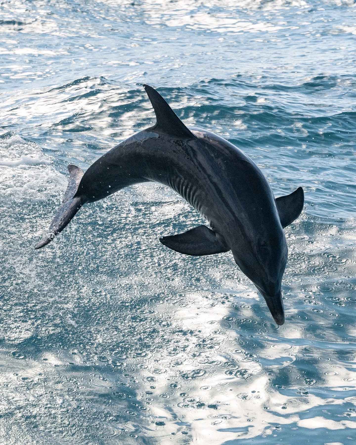 Some how we all managed to get this on camera! 🐬
Second photo of us by @hannah_lamb  from our sister boat 🙏🏽🩵

@whalesharkdive