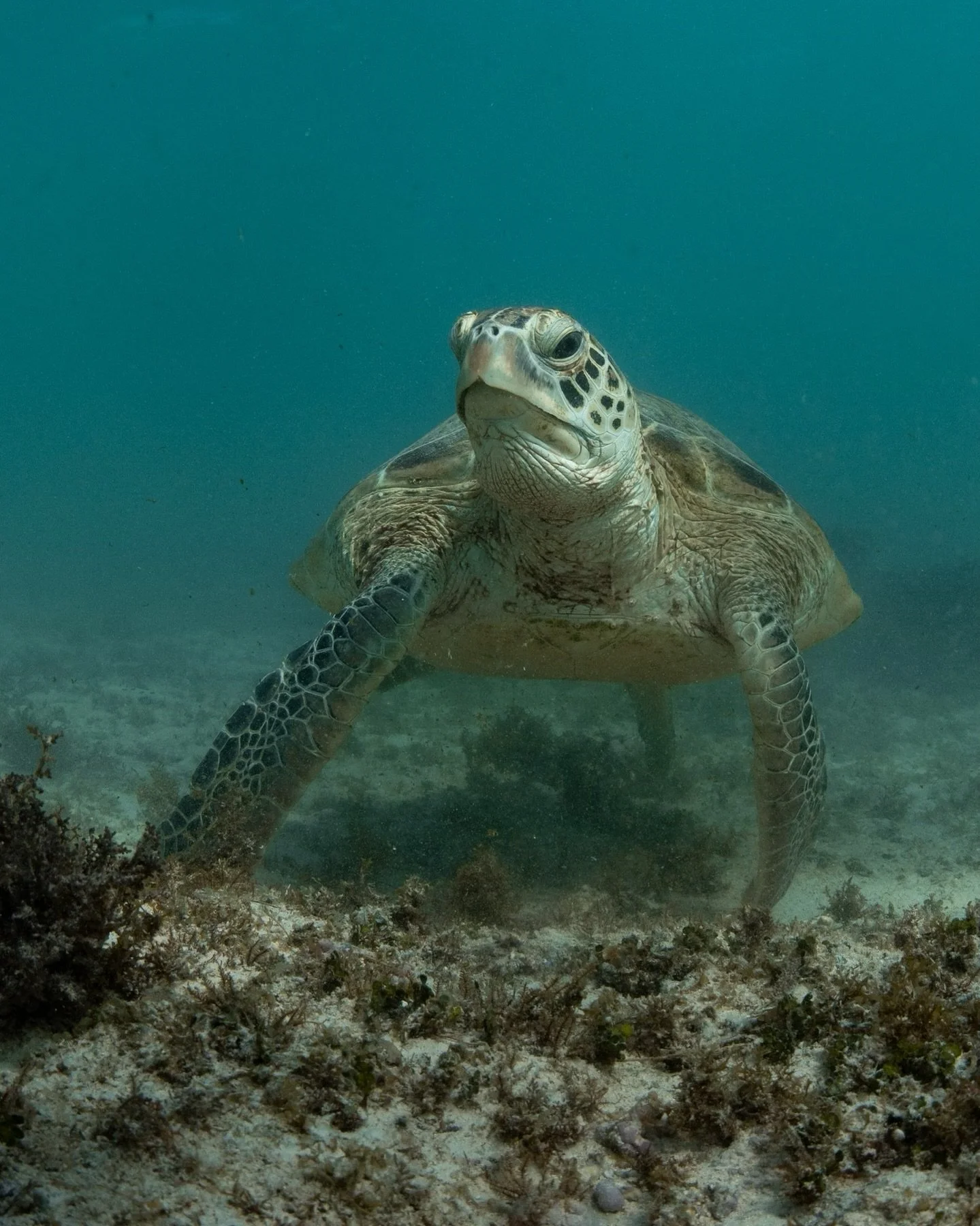 Not every photography adventure goes to plan. In the lead up to our photography trip, the wind was on. For our first dip in the ocean with our crew we decided to call it safe and dive close to shore. The turtles put on a show, unbothered by us respec