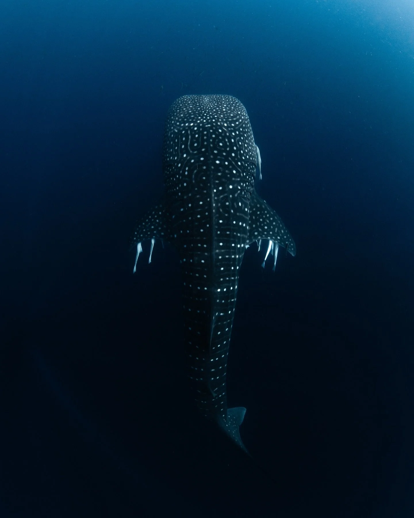 Happy World Oceans Day 🩵🐬🌊💦
Definitely a day that needs to be celebrated! 
The ocean gives us so much and every day I am grateful for how it makes me feel, its beauty and the wonderful creatures that call it home.

This is a small collection of p