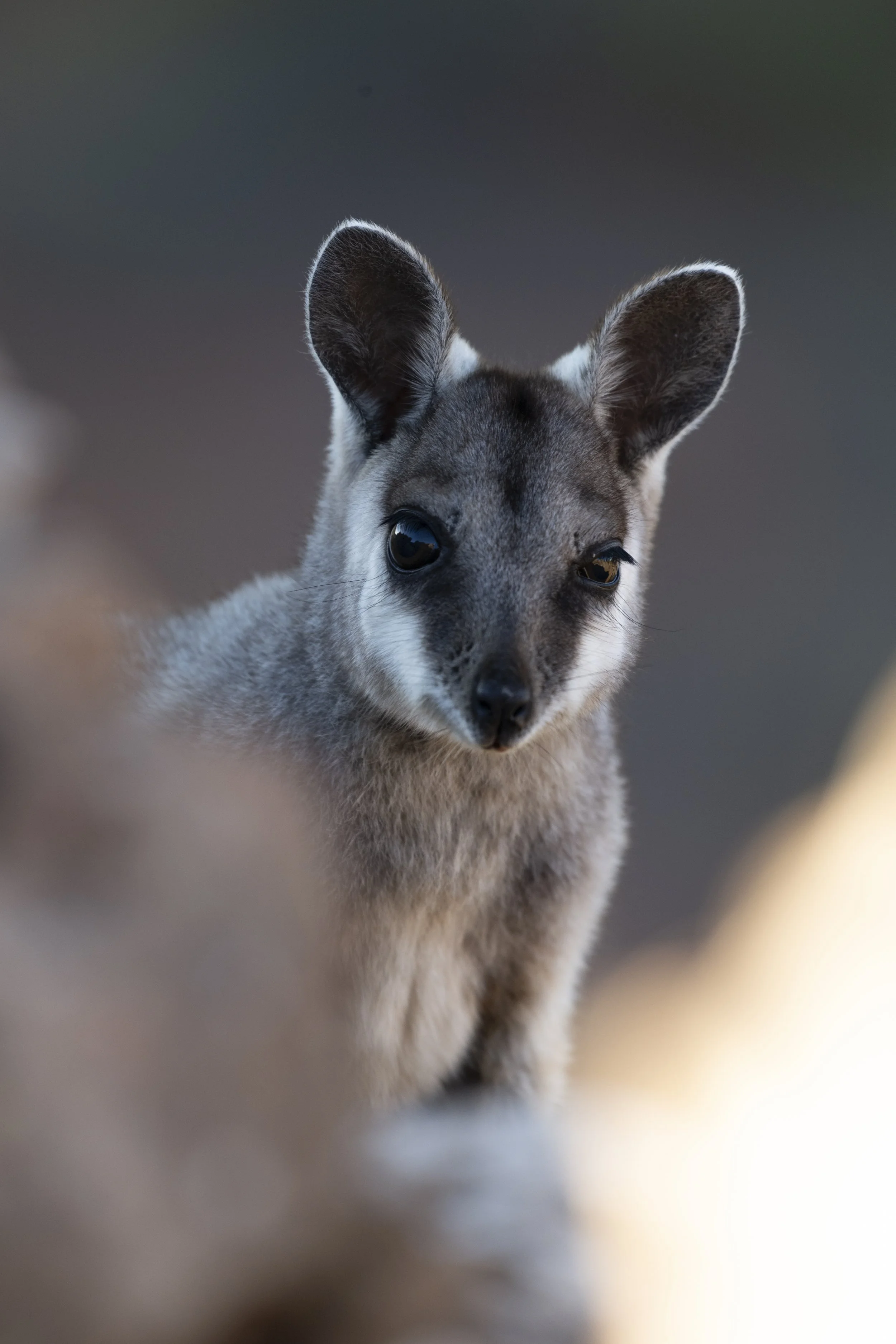 Western Australia Black footed rock wallaby