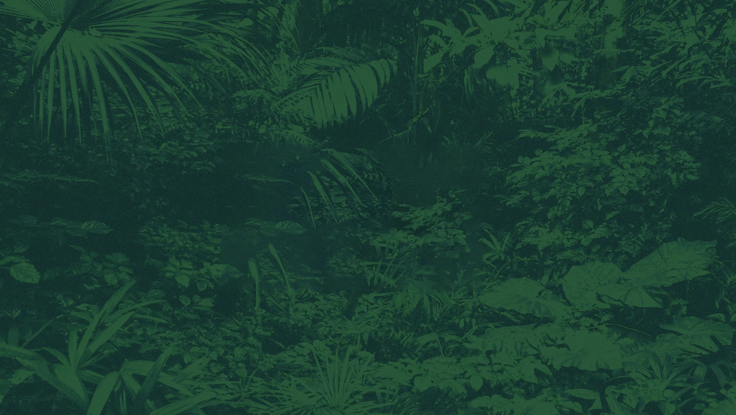 The Prisoner's Apothecary