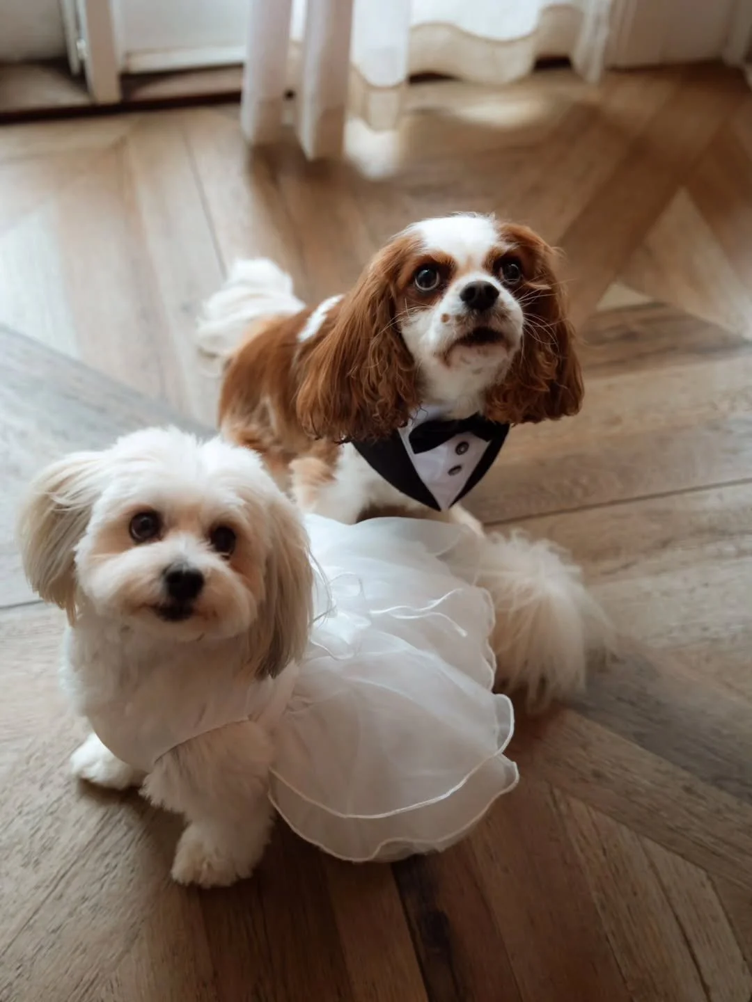 Let's take a moment to marvel over these two adorable little fur-babies, Cookie &amp; Pluto!! As a fur-mum of two Border Collies, I'm ALL for dogs at weddings especially if they have their own outfits!! 

Will you have your beloved pooch at your wedd