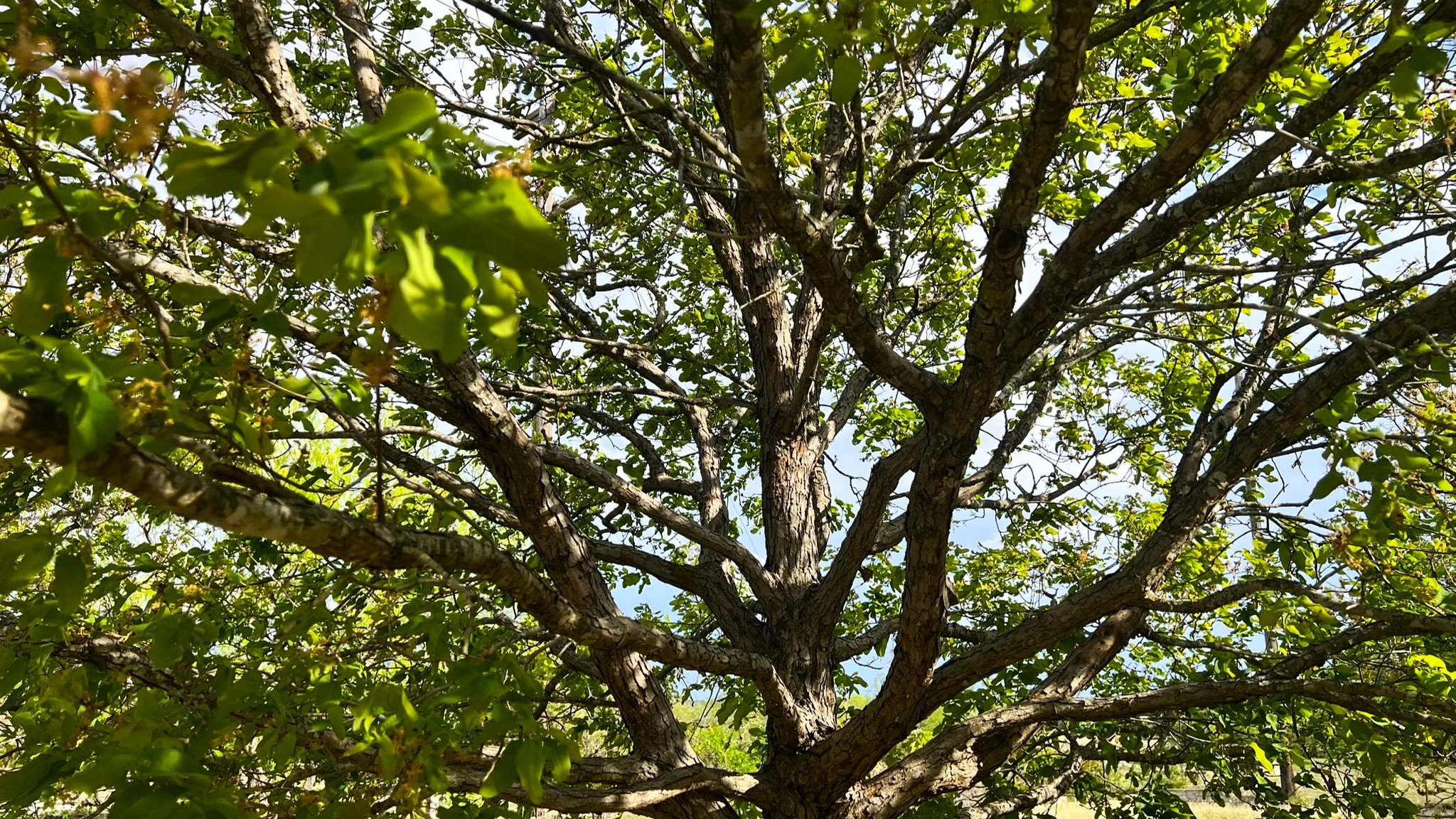 Looking Up