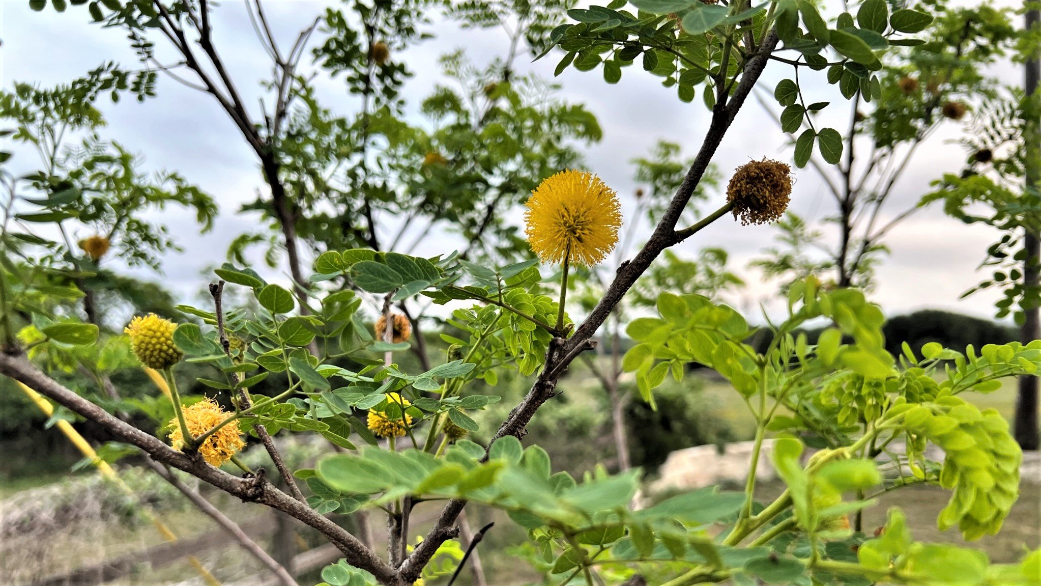 Golden Leadball tree