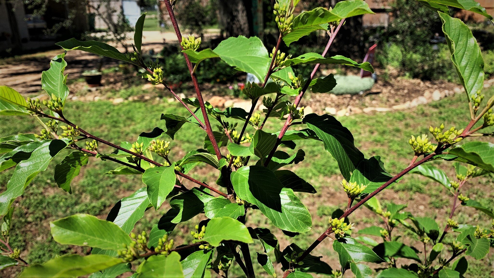 Carolina Buckthorn
