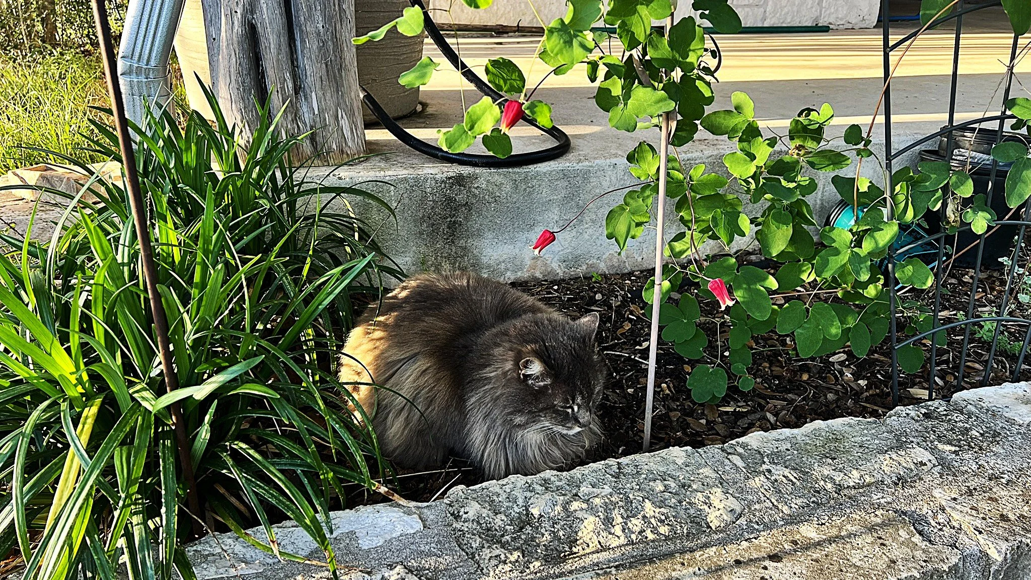 Cat in a flowerbed with a Leather Flower Vine blooming.