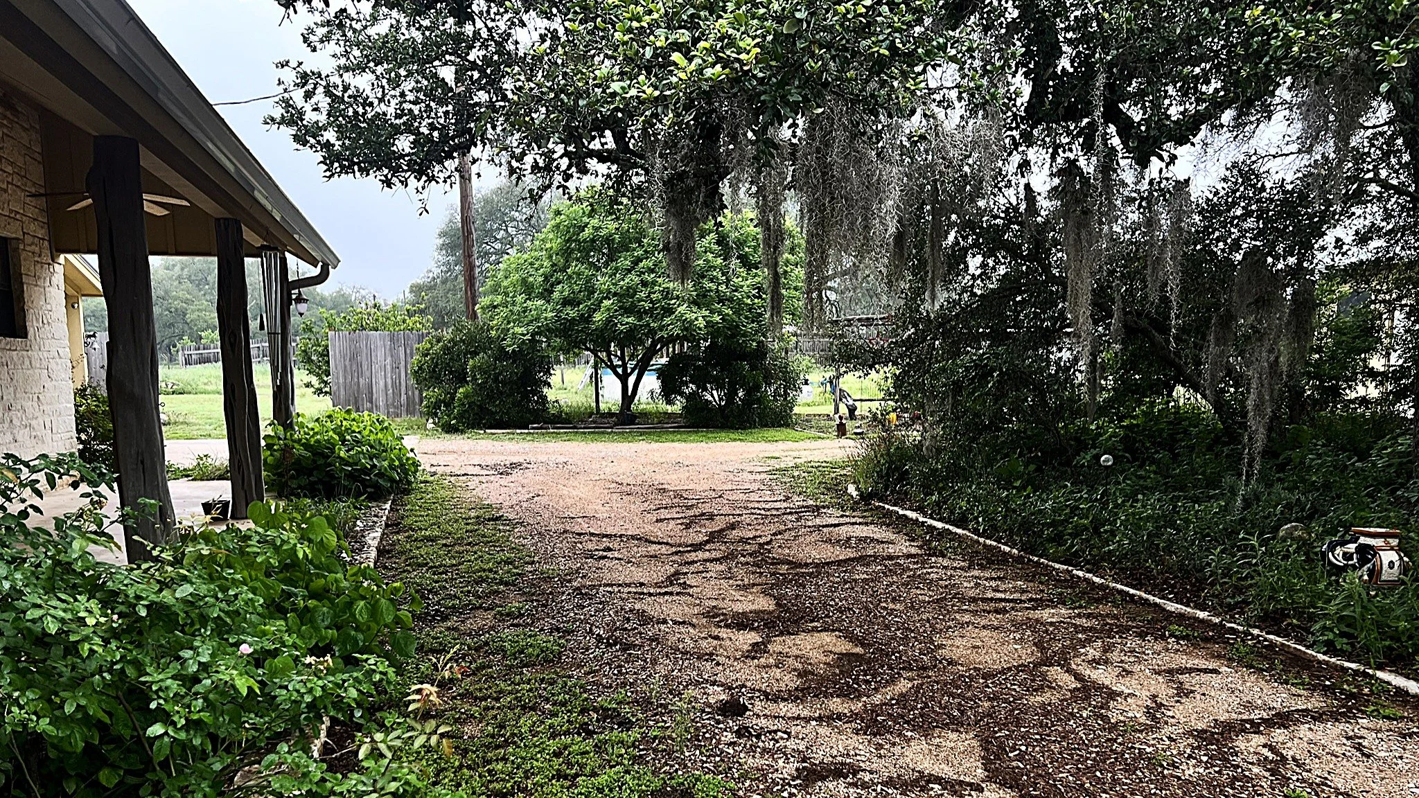 A driveway with spanish moss hanging from old oaks.