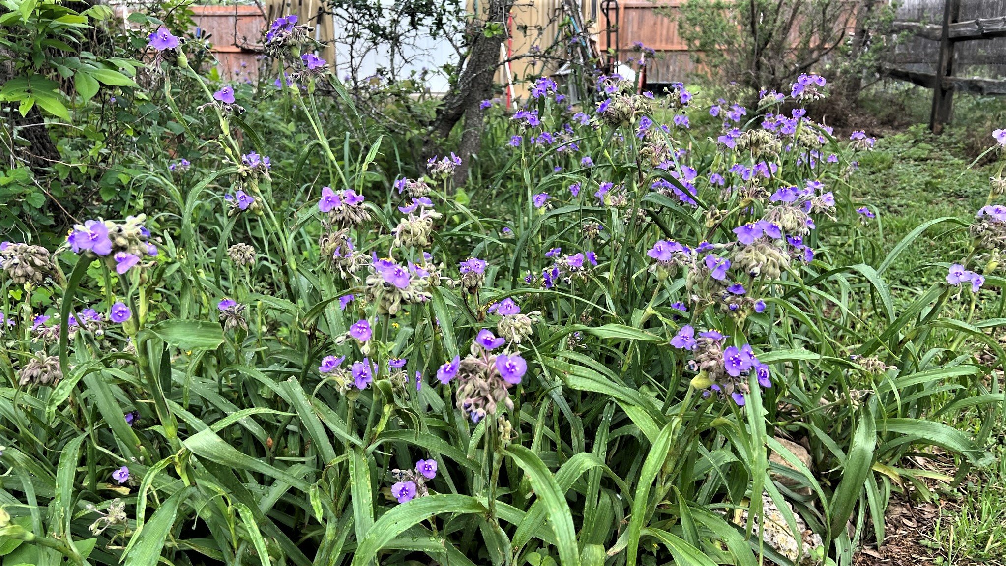 Spiderworts in bloom