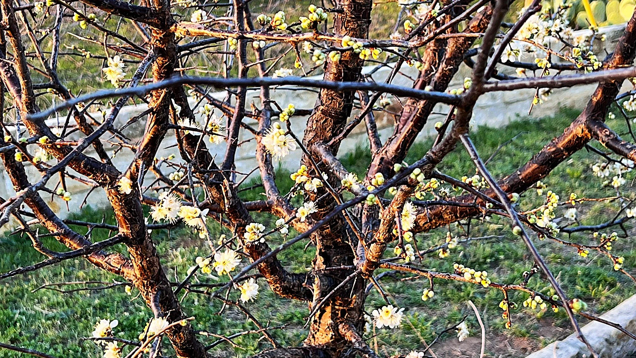 Mexican Plus full of blooms